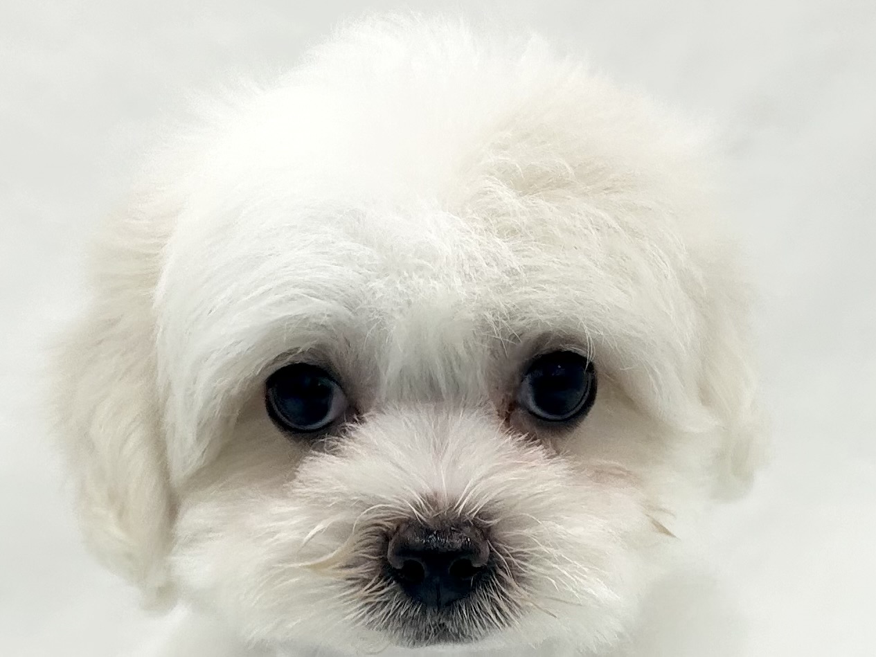 愛知県のハーフ犬・ミックス犬 (ファミリーペット リソラ大府店/2026年5月20日生まれ/女の子/ホワイト)の子犬の1枚目の画像