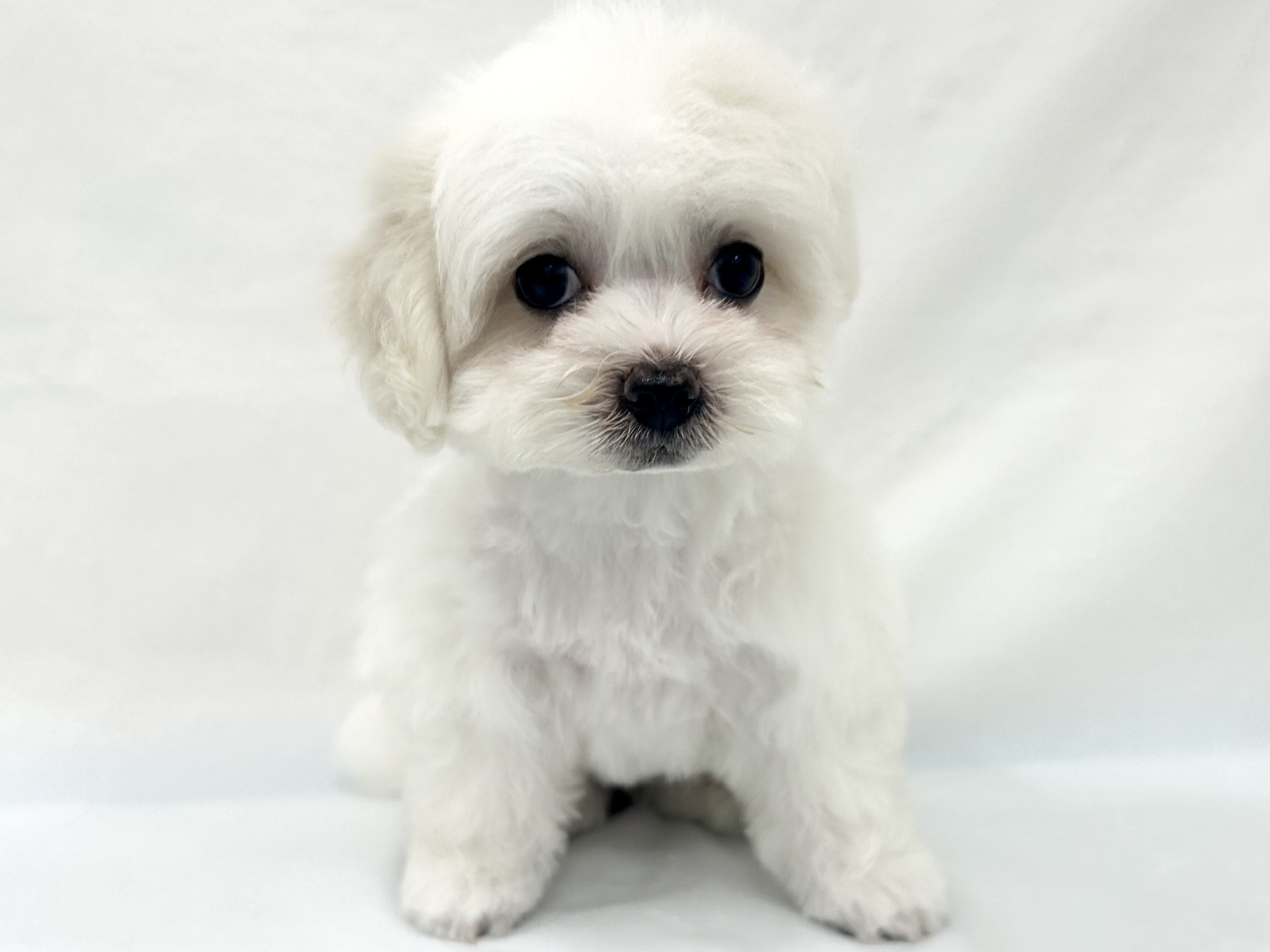 愛知県のハーフ犬・ミックス犬 (ファミリーペット リソラ大府店/2026年5月20日生まれ/女の子/ホワイト)の子犬の2枚目の画像