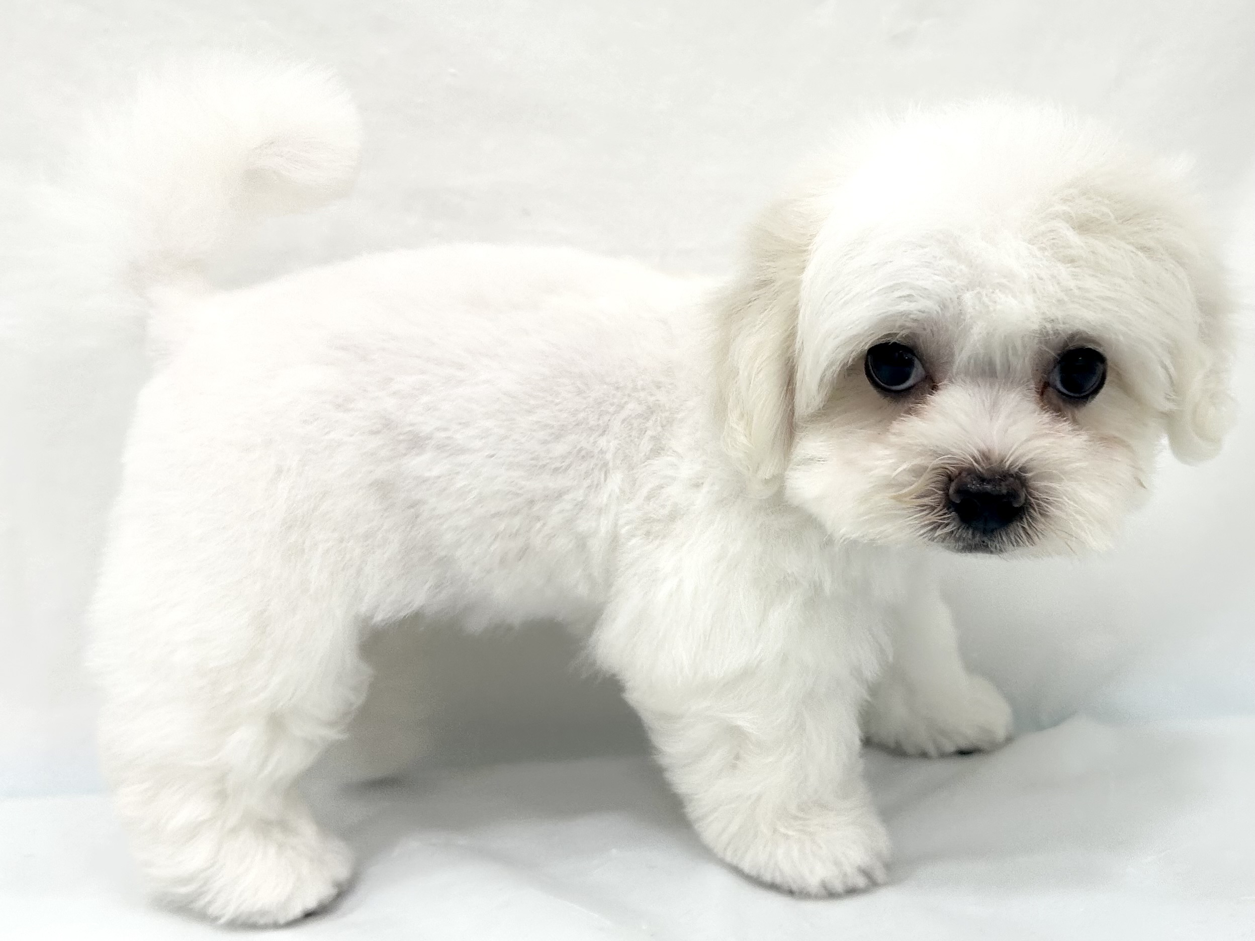 愛知県のハーフ犬・ミックス犬 (ファミリーペット リソラ大府店/2026年5月20日生まれ/女の子/ホワイト)の子犬の3枚目の画像