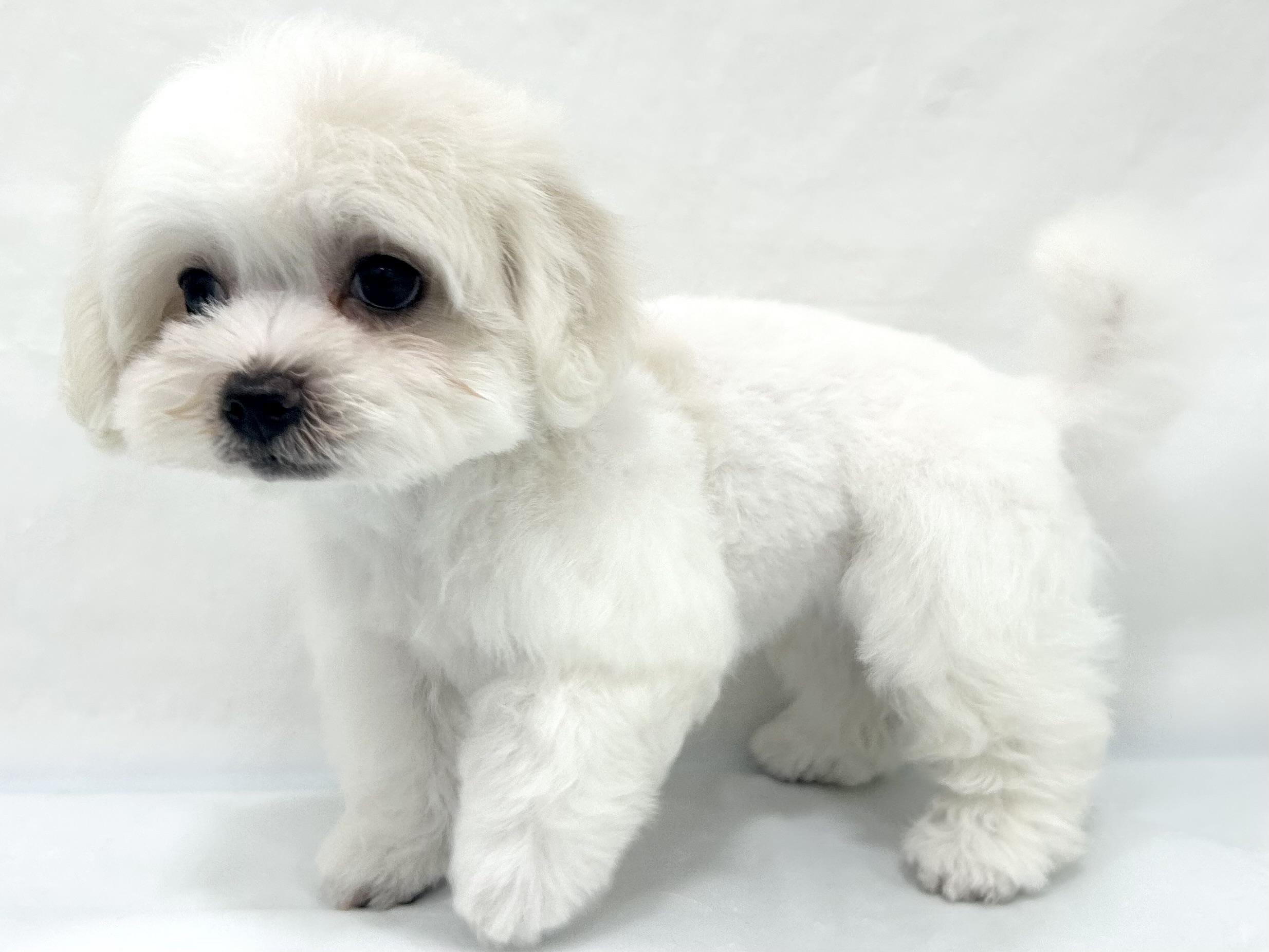 愛知県のハーフ犬・ミックス犬 (ファミリーペット リソラ大府店/2026年5月20日生まれ/女の子/ホワイト)の子犬の4枚目の画像