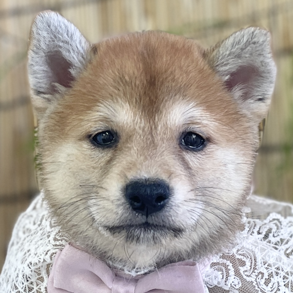 愛知県の柴犬(標準サイズ) (ファミリーペット 豊明店/2026年5月24日生まれ/女の子/赤)の子犬の1枚目の画像
