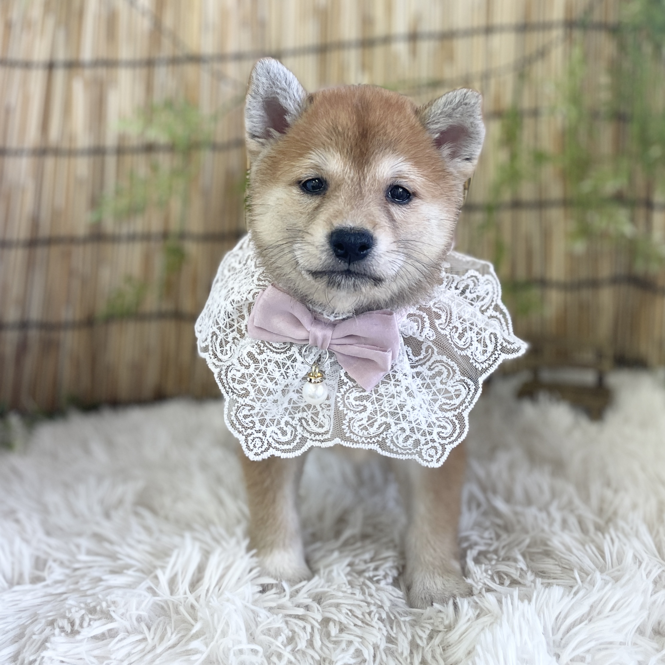 愛知県の柴犬(標準サイズ) (ファミリーペット 豊明店/2026年5月24日生まれ/女の子/赤)の子犬の2枚目の画像