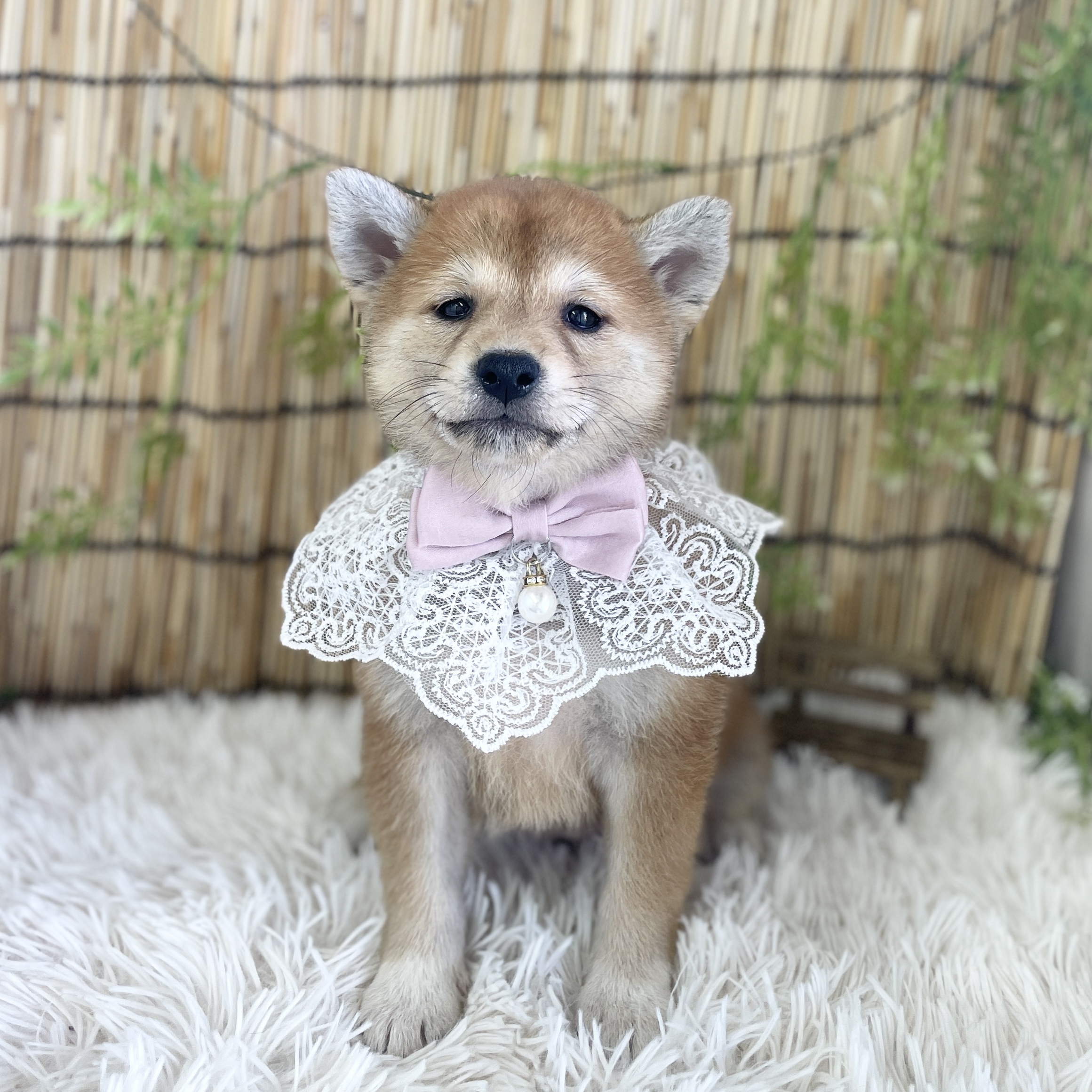 愛知県の柴犬(標準サイズ) (ファミリーペット 豊明店/2026年5月24日生まれ/女の子/赤)の子犬の3枚目の画像