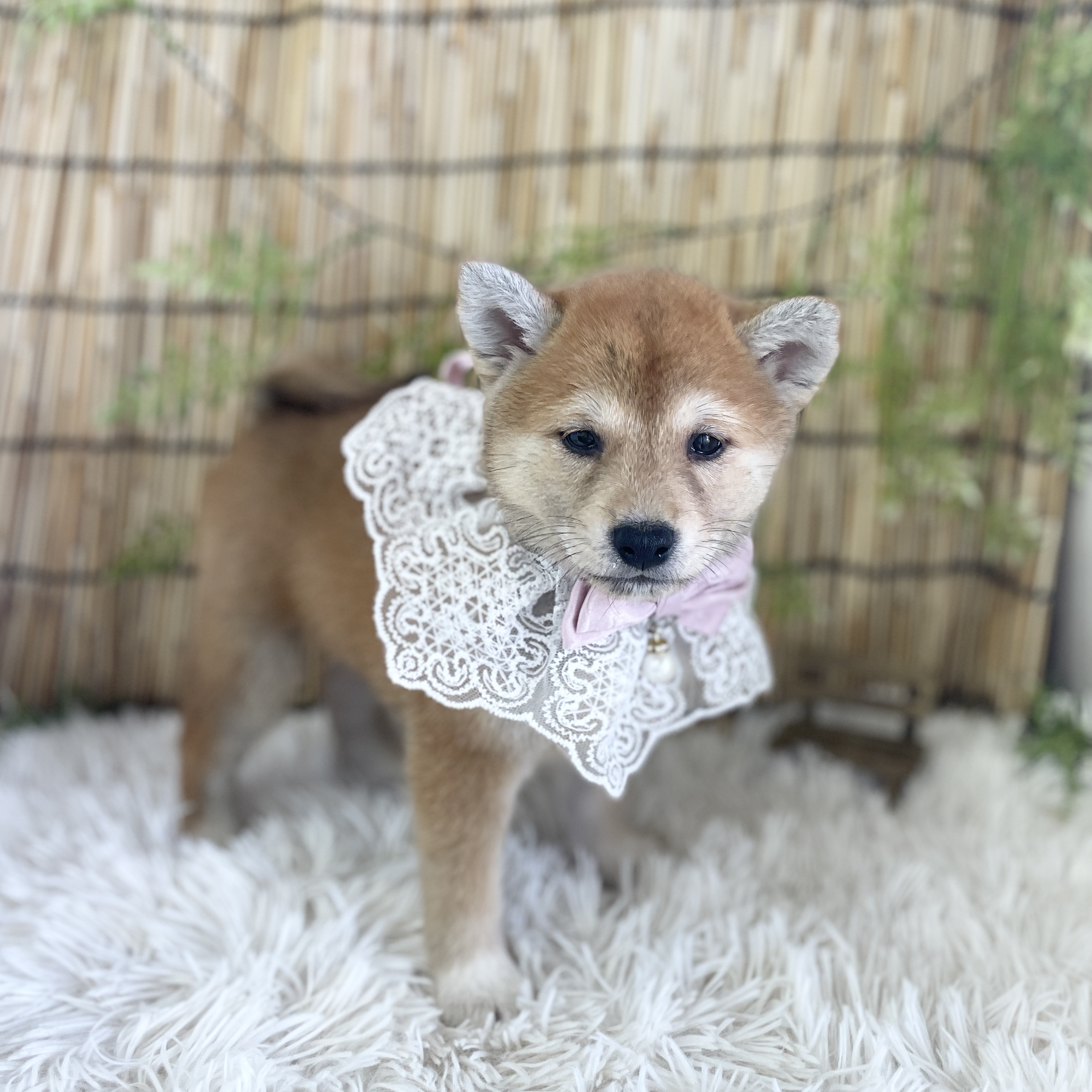 愛知県の柴犬(標準サイズ) (ファミリーペット 豊明店/2026年5月24日生まれ/女の子/赤)の子犬の4枚目の画像