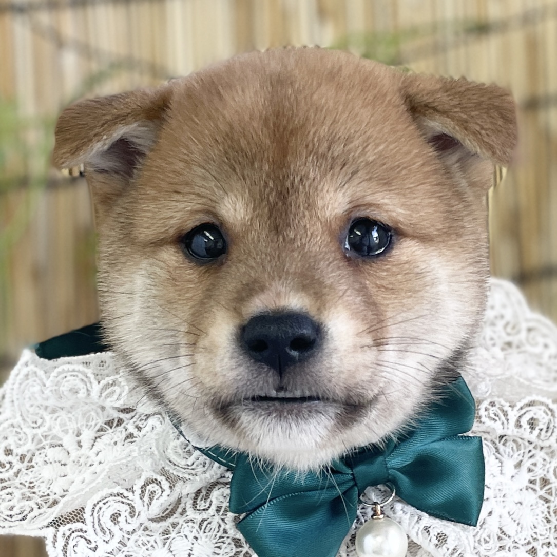 愛知県の柴犬(標準サイズ) (ファミリーペット 豊明店/2026年5月24日生まれ/男の子/赤)の子犬の1枚目の画像