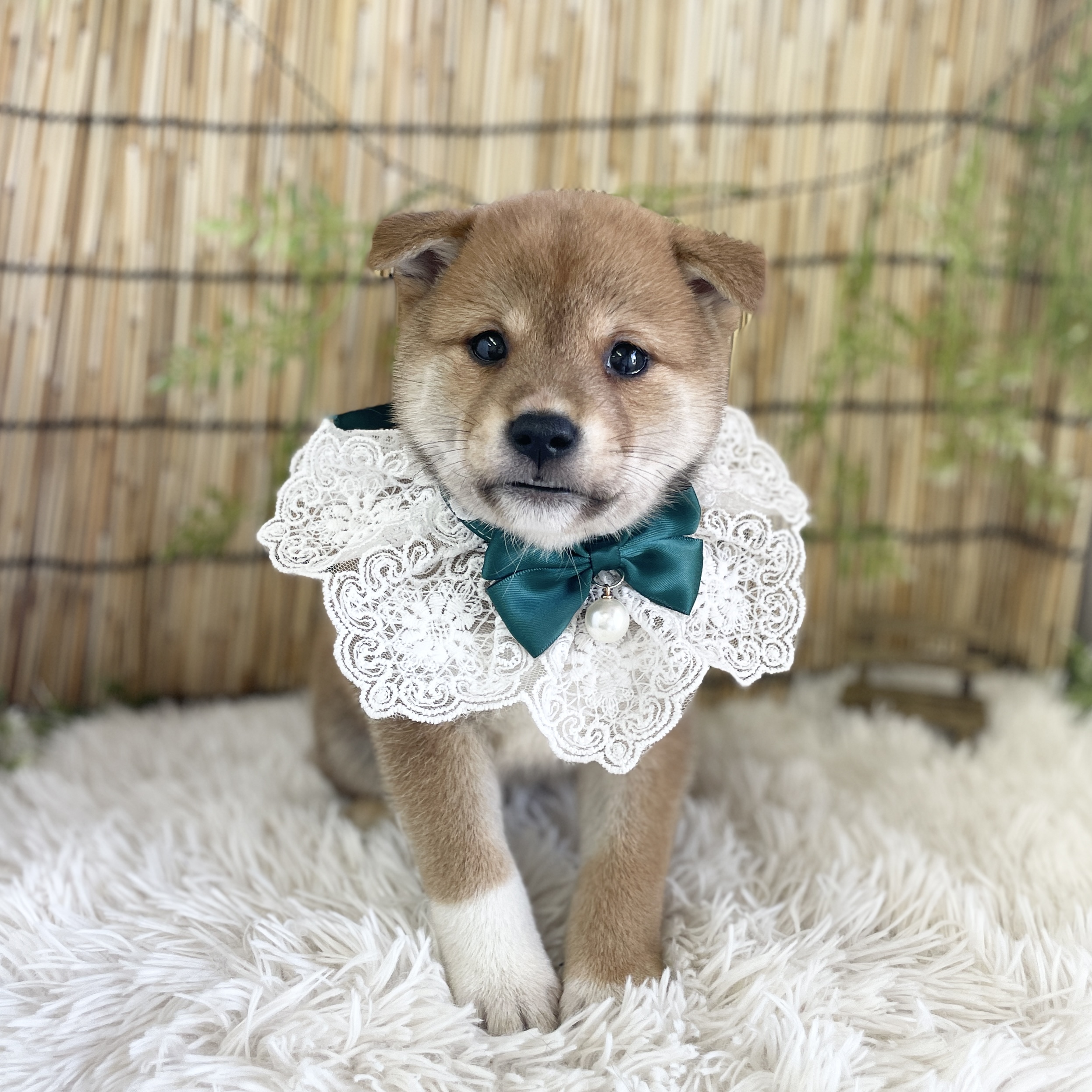 愛知県の柴犬(標準サイズ) (ファミリーペット 豊明店/2026年5月24日生まれ/男の子/赤)の子犬の2枚目の画像