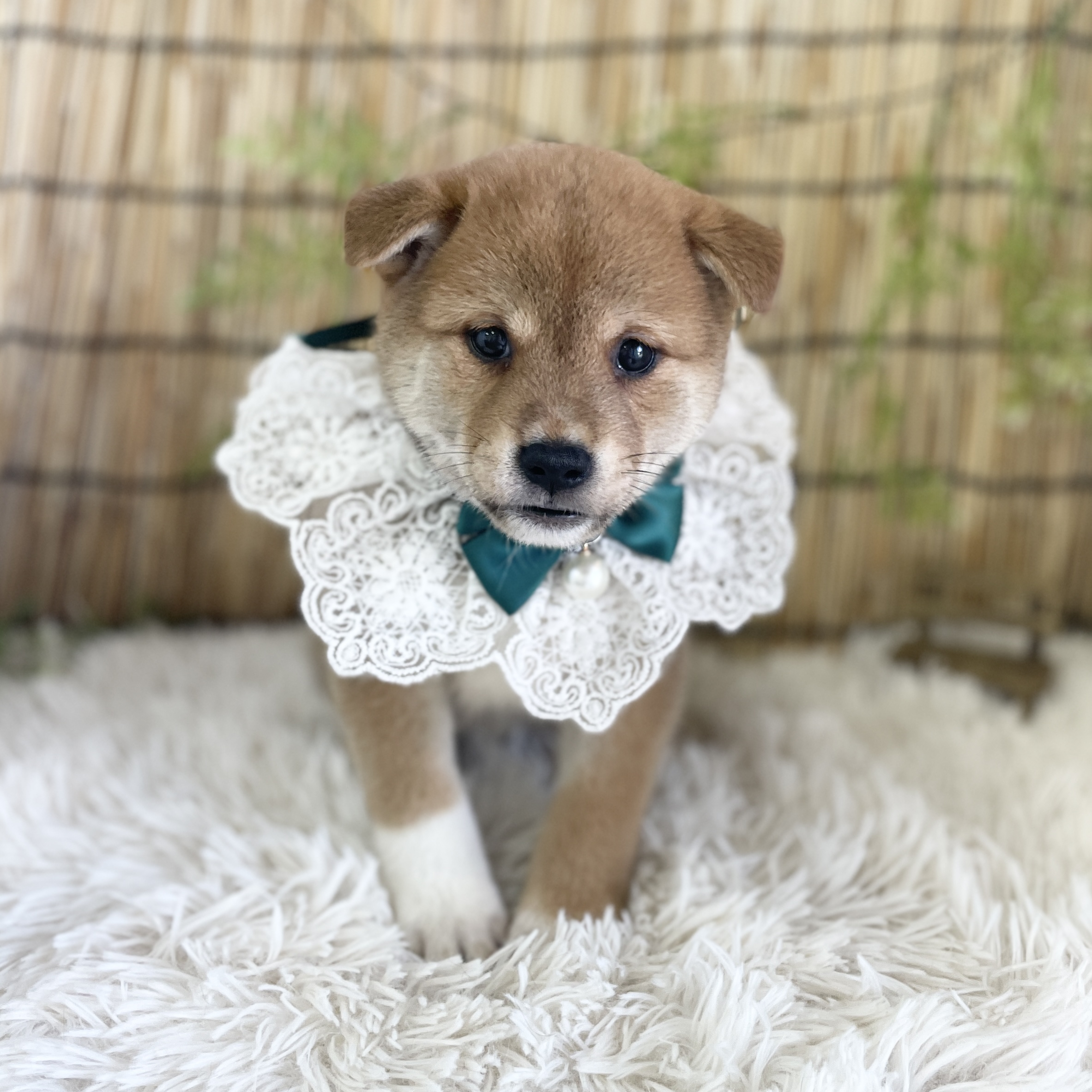 愛知県の柴犬(標準サイズ) (ファミリーペット 豊明店/2026年5月24日生まれ/男の子/赤)の子犬の3枚目の画像