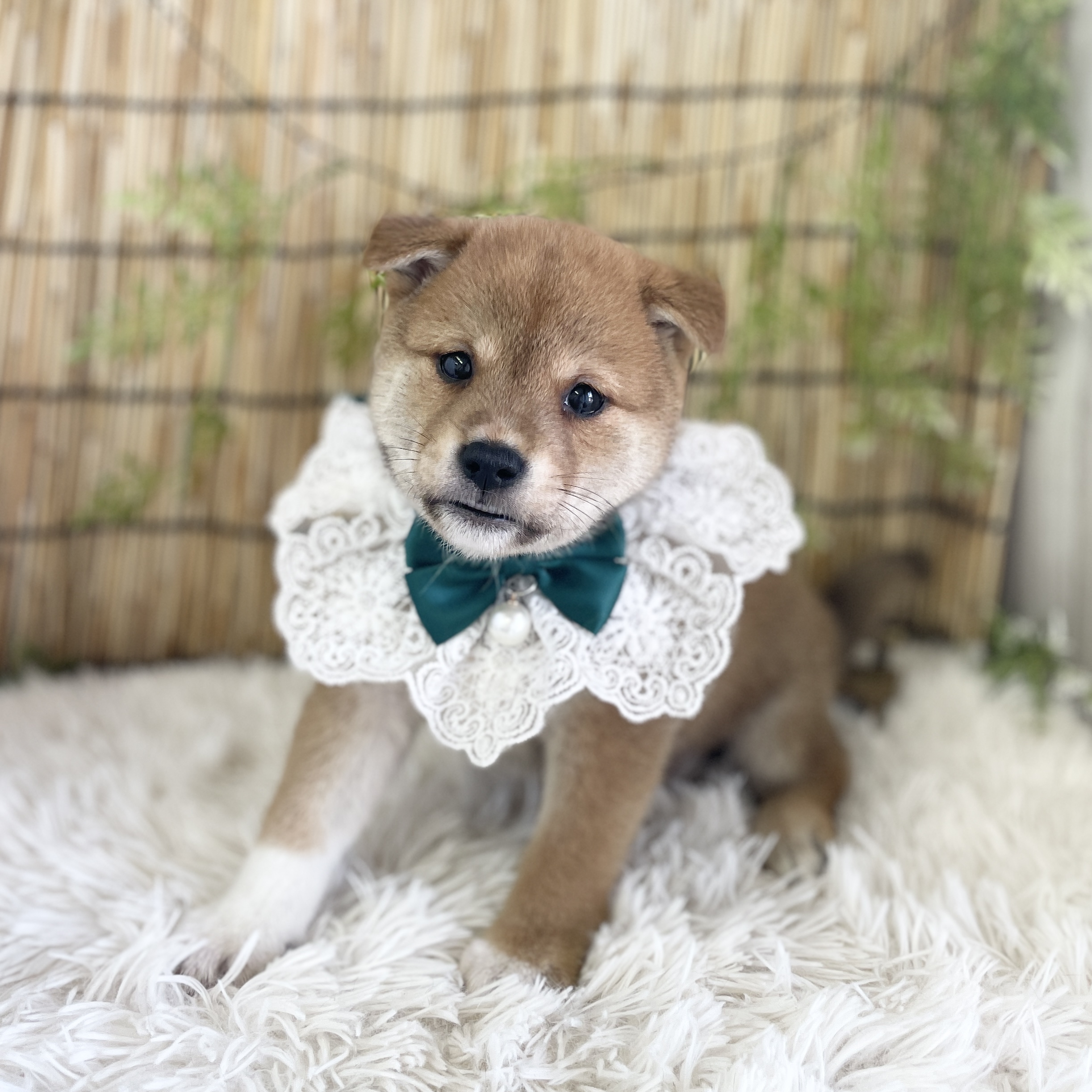 愛知県の柴犬(標準サイズ) (ファミリーペット 豊明店/2026年5月24日生まれ/男の子/赤)の子犬の4枚目の画像