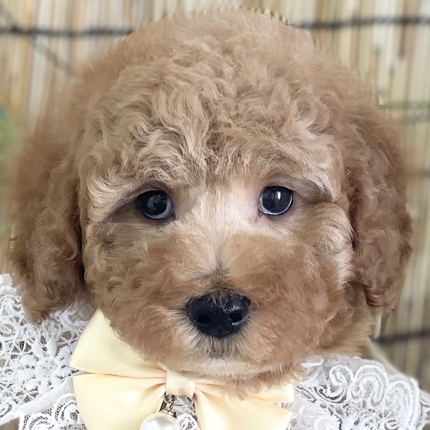 愛知県のその他 (ファミリーペット 豊明店/2026年5月24日生まれ/女の子/アプリコット)の子犬の1枚目の画像