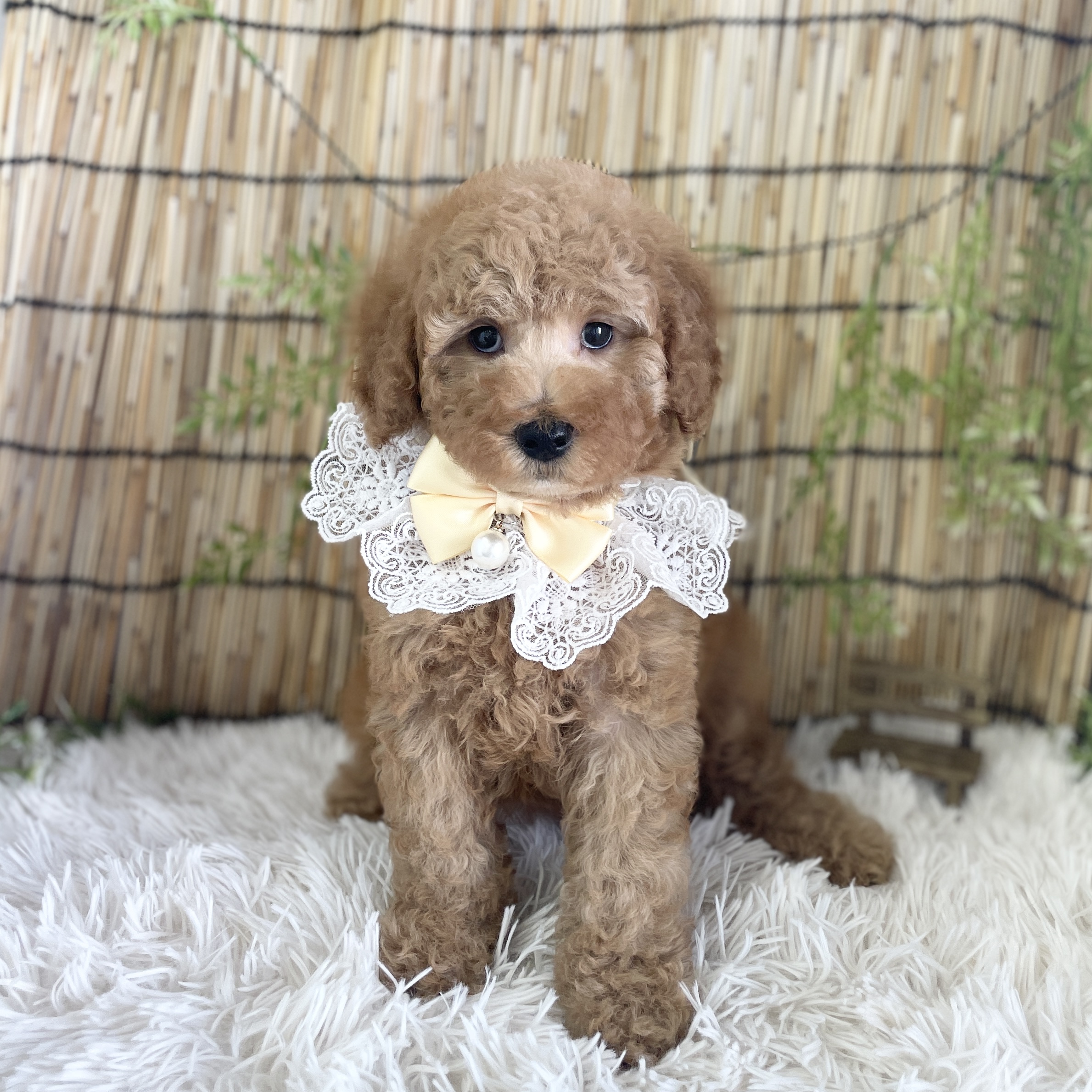 愛知県のその他 (ファミリーペット 豊明店/2026年5月24日生まれ/女の子/アプリコット)の子犬の2枚目の画像