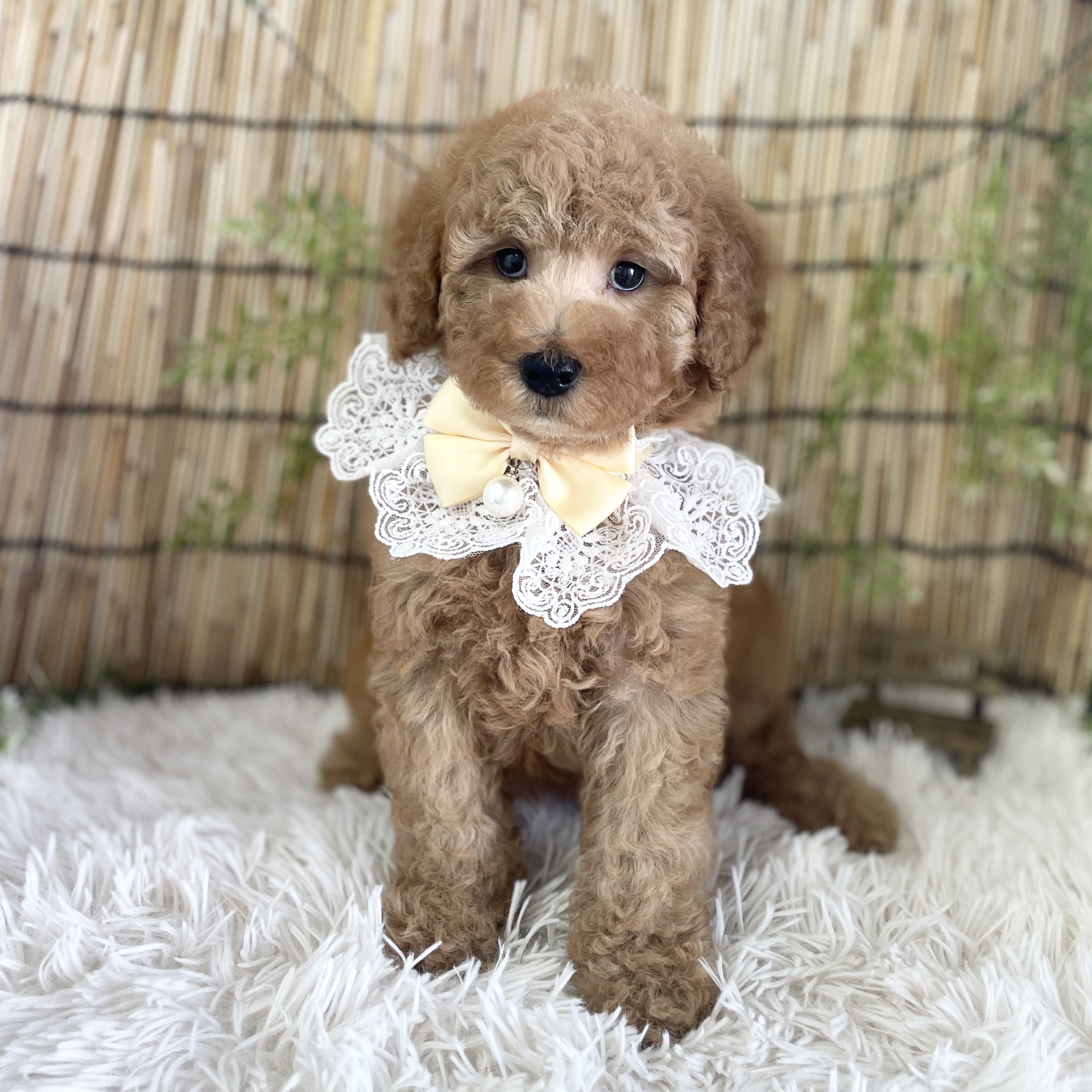 愛知県のその他 (ファミリーペット 豊明店/2026年5月24日生まれ/女の子/アプリコット)の子犬の3枚目の画像