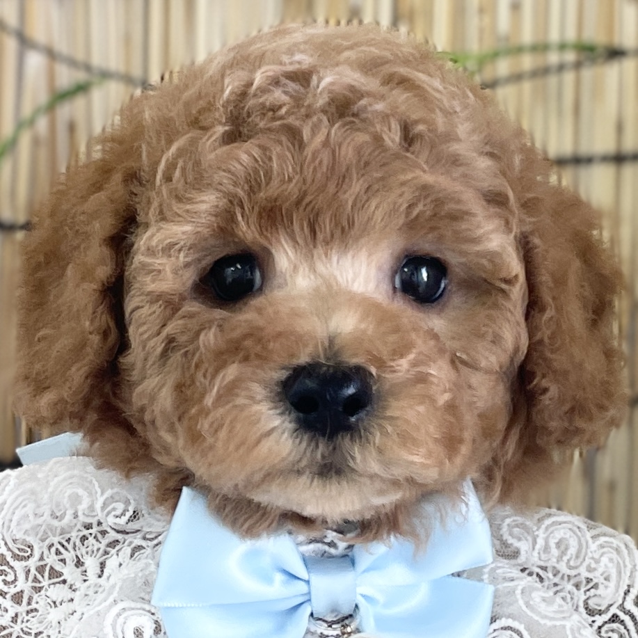 愛知県のその他 (ファミリーペット 豊明店/2026年5月24日生まれ/男の子/レッド)の子犬の1枚目の画像