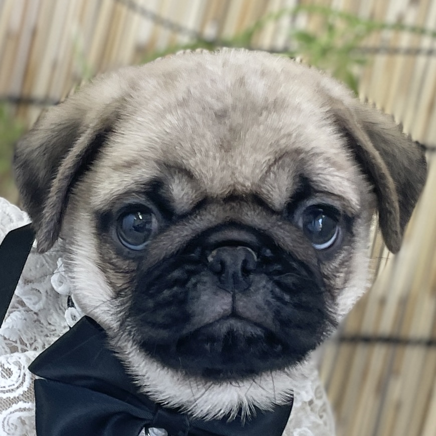 愛知県のパグ (ファミリーペット 豊明店/2026年5月24日生まれ/男の子/フォーン)の子犬の1枚目の画像