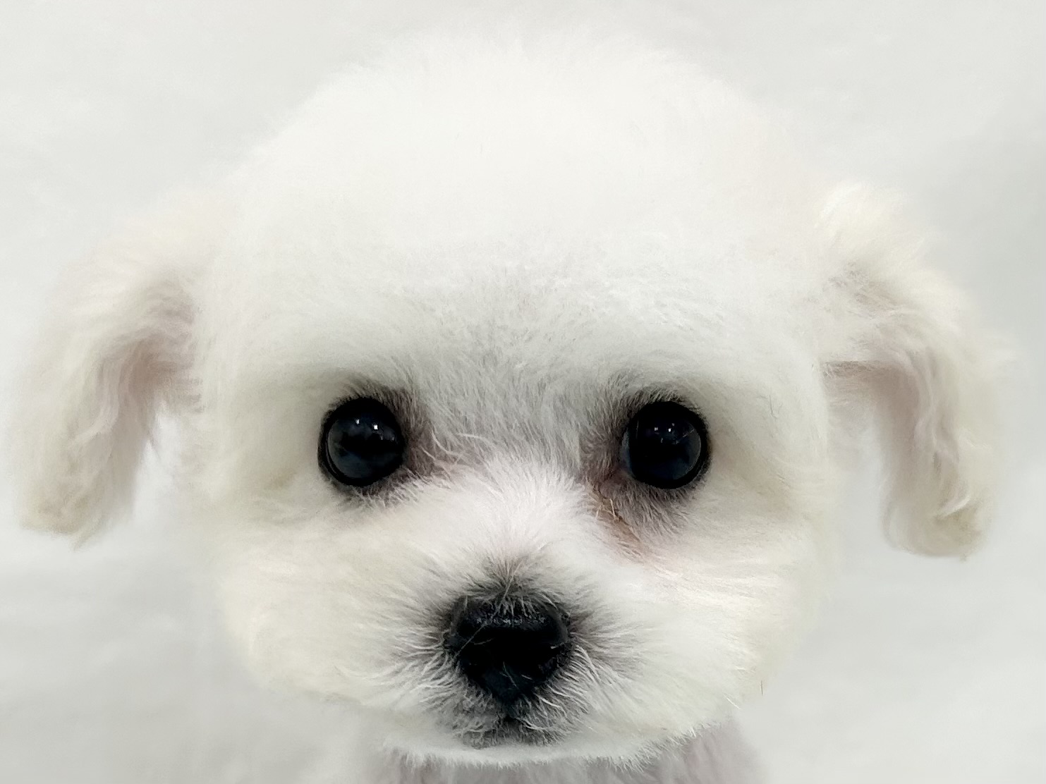 三重県のビションフリーゼ (アミーゴ四日市日永店/2026年5月27日生まれ/男の子/ホワイト)の子犬の1枚目の画像
