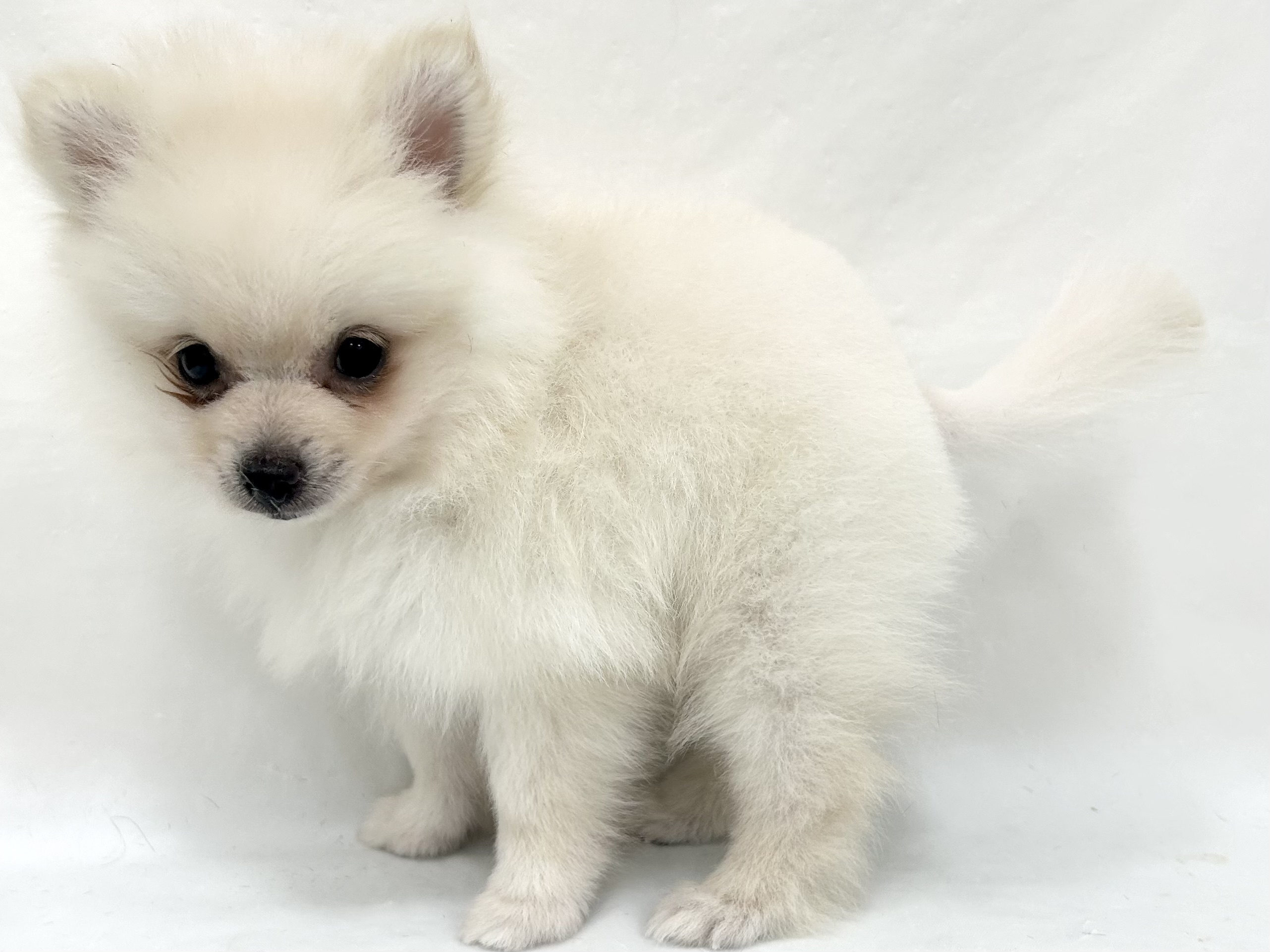 愛知県のポメラニアン (ファミリーペット リソラ大府店/2026年5月27日生まれ/男の子/クリーム)の子犬の4枚目の画像