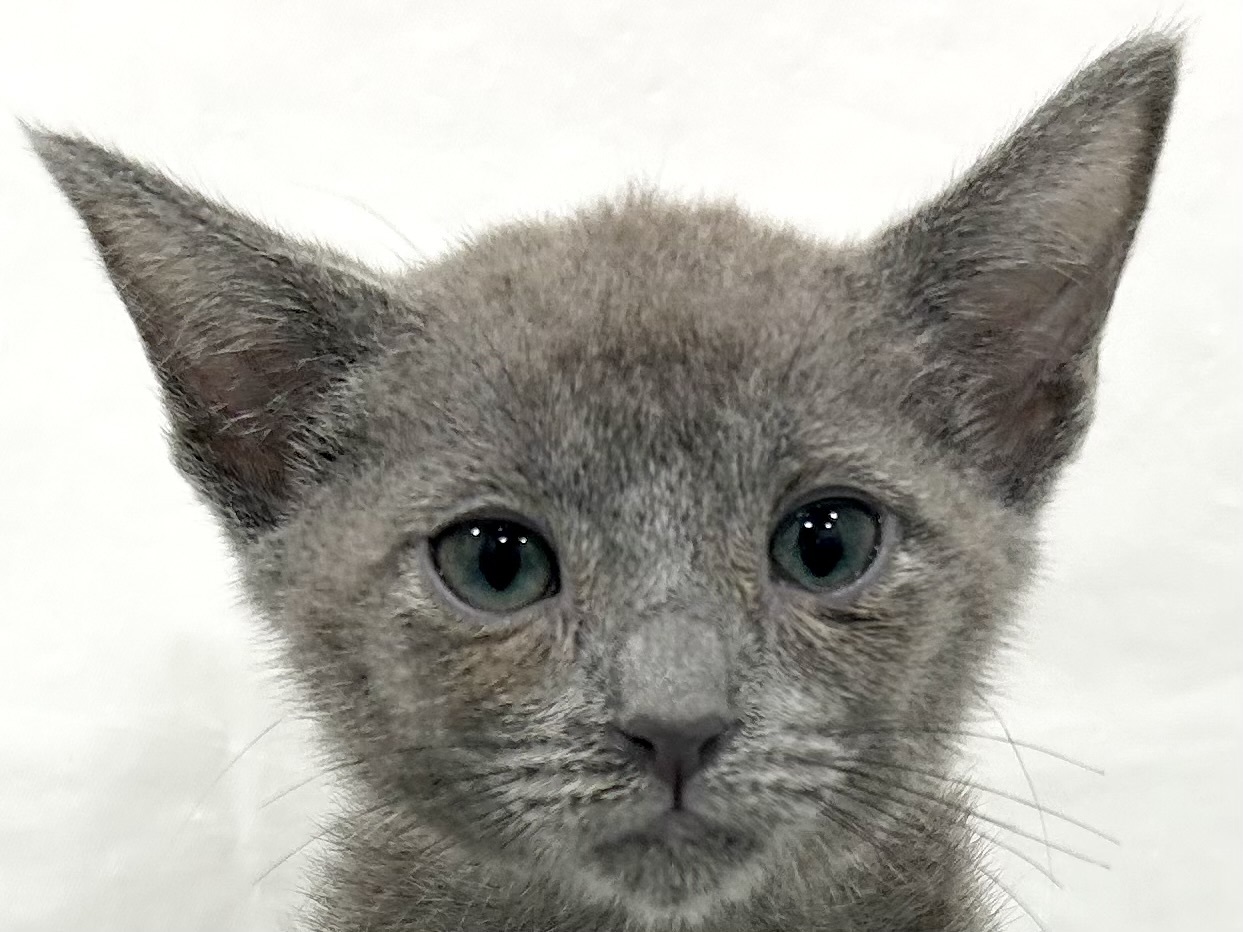愛知県のロシアンブルー (ファミリーペット リソラ大府店/2026年5月27日生まれ/男の子/ブルー)の子猫の1枚目の画像