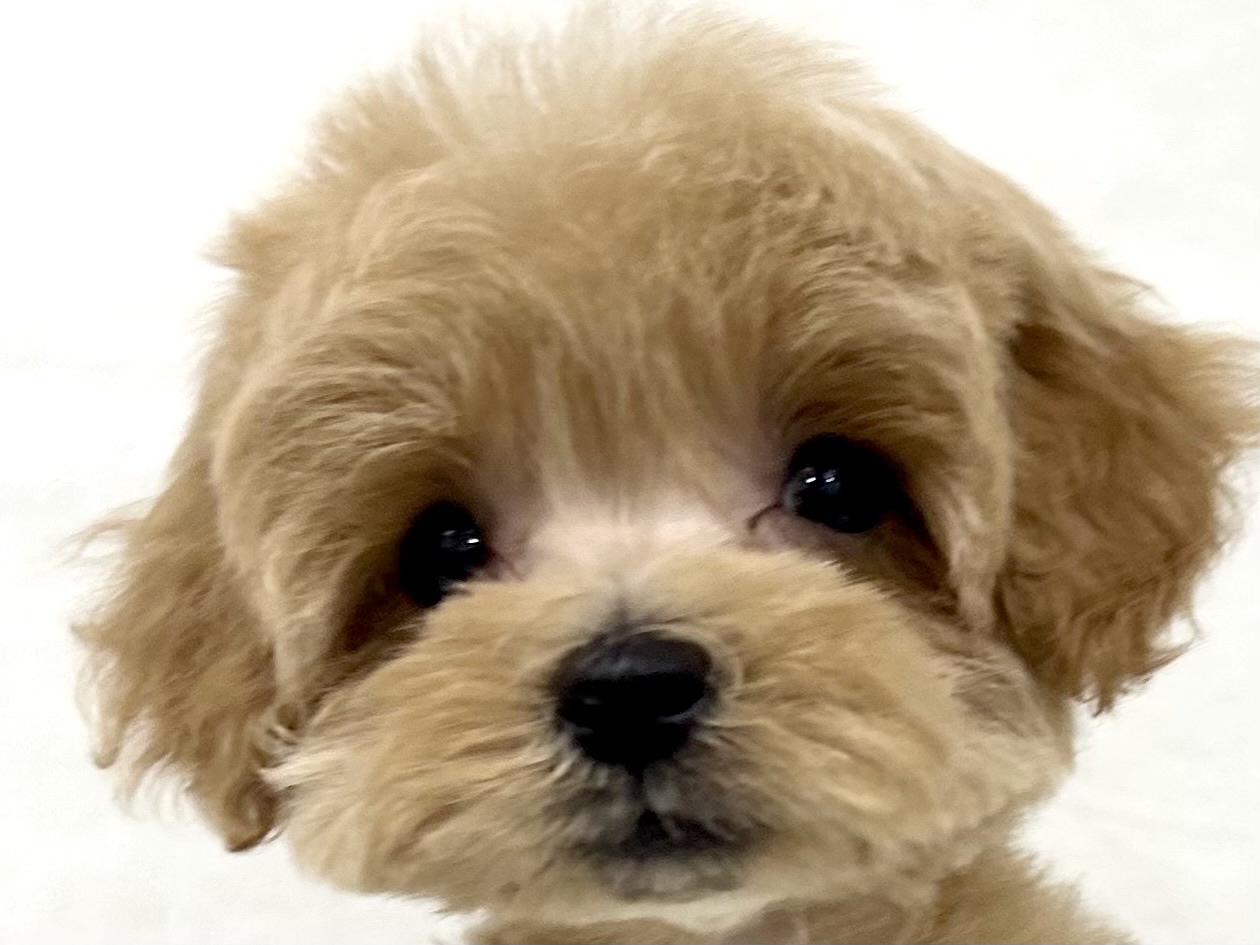 愛知県のハーフ犬・ミックス犬 (ファミリーペット リソラ大府店/2026年5月25日生まれ/男の子/クリーム)の子犬の1枚目の画像