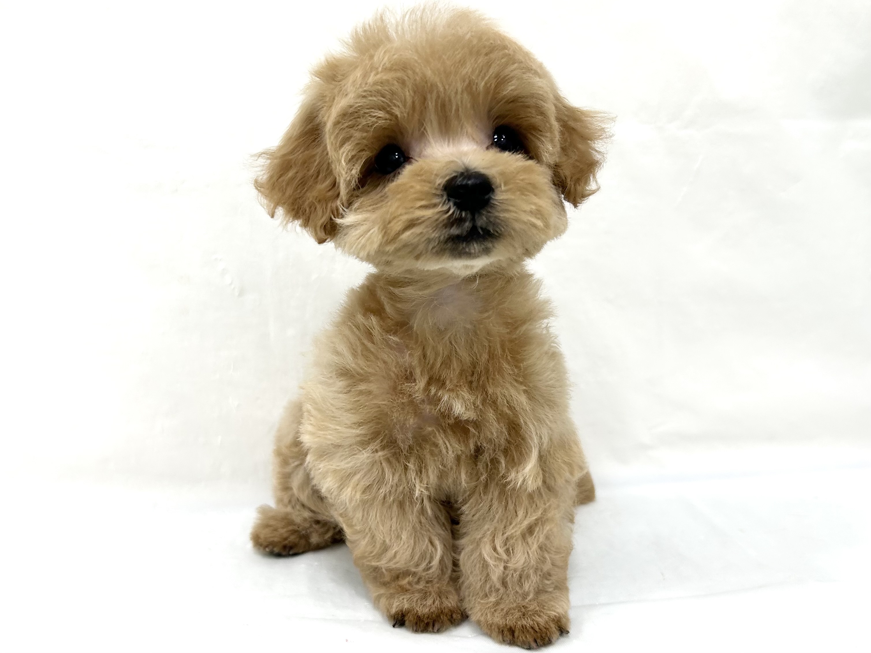 愛知県のハーフ犬・ミックス犬 (ファミリーペット リソラ大府店/2026年5月25日生まれ/男の子/クリーム)の子犬の2枚目の画像