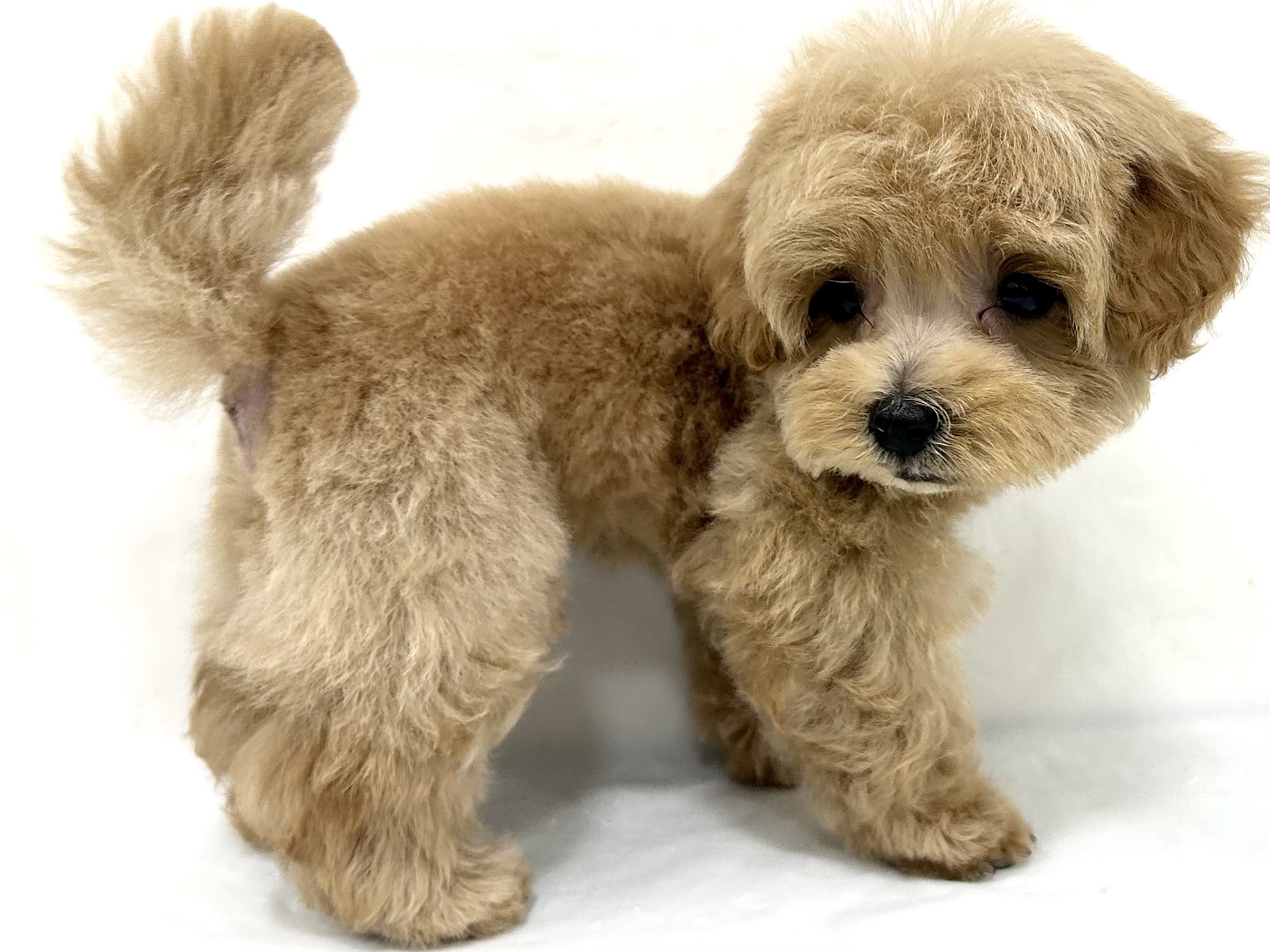 愛知県のハーフ犬・ミックス犬 (ファミリーペット リソラ大府店/2026年5月25日生まれ/男の子/クリーム)の子犬の3枚目の画像
