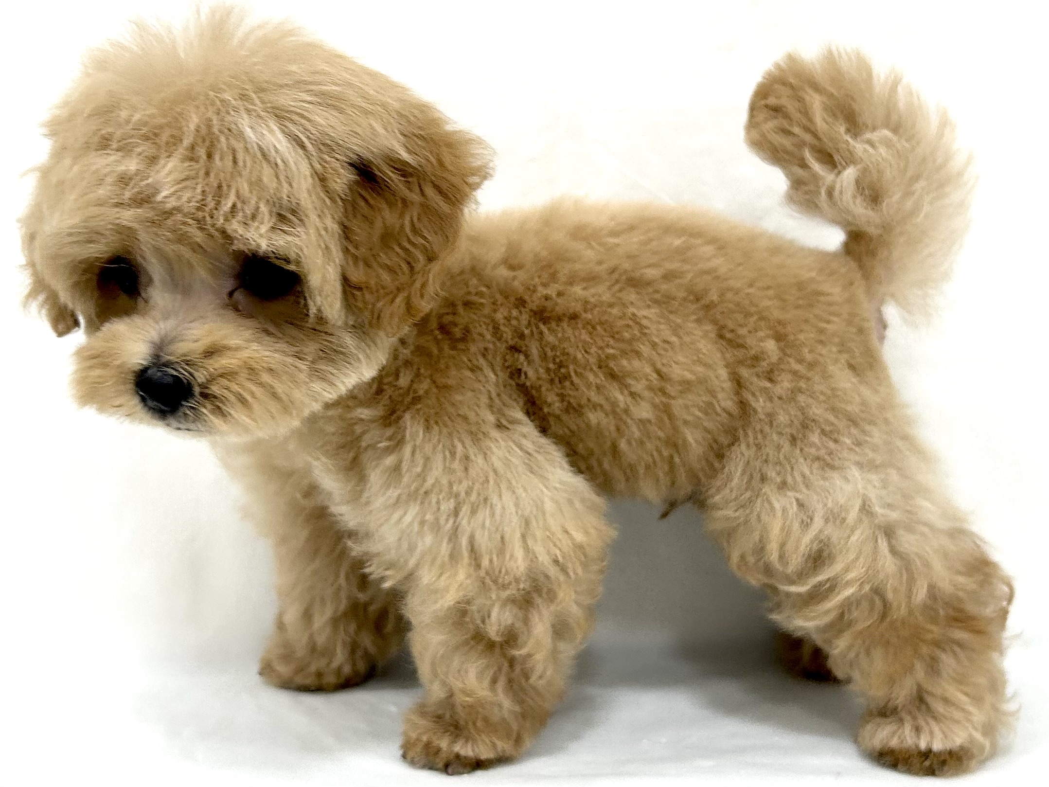 愛知県のハーフ犬・ミックス犬 (ファミリーペット リソラ大府店/2026年5月25日生まれ/男の子/クリーム)の子犬の4枚目の画像