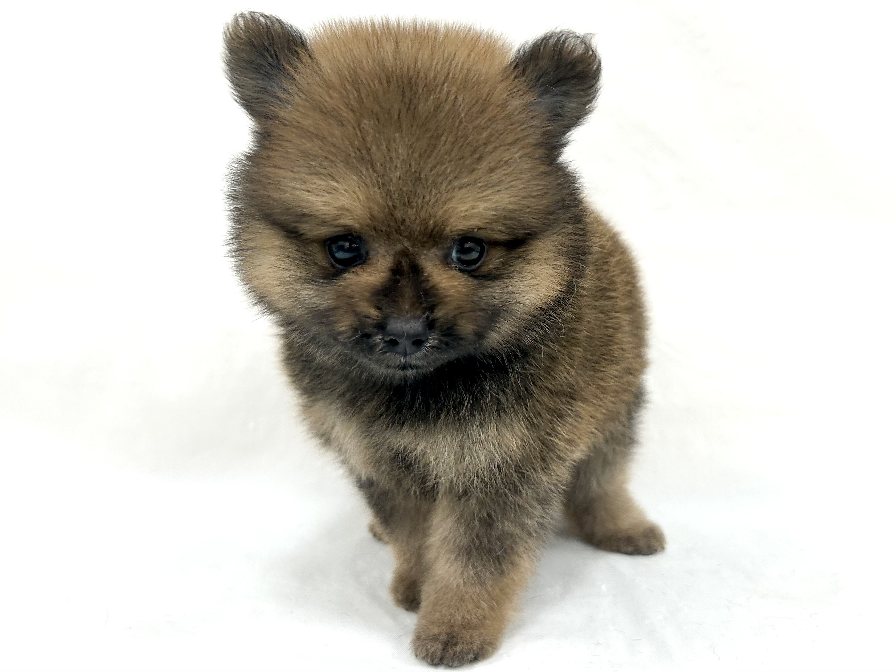 三重県のポメラニアン (アミーゴ四日市日永店/2026年5月25日生まれ/男の子/オレンジ)の子犬の2枚目の画像