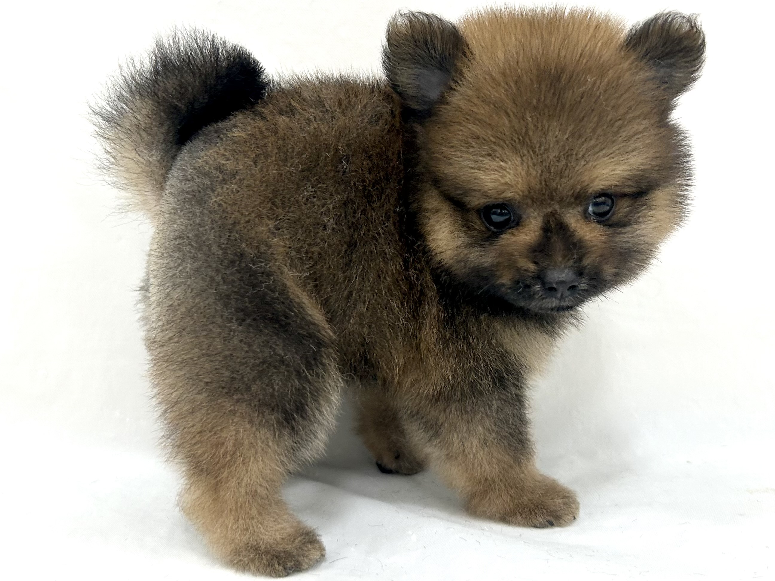 三重県のポメラニアン (アミーゴ四日市日永店/2026年5月25日生まれ/男の子/オレンジ)の子犬の3枚目の画像