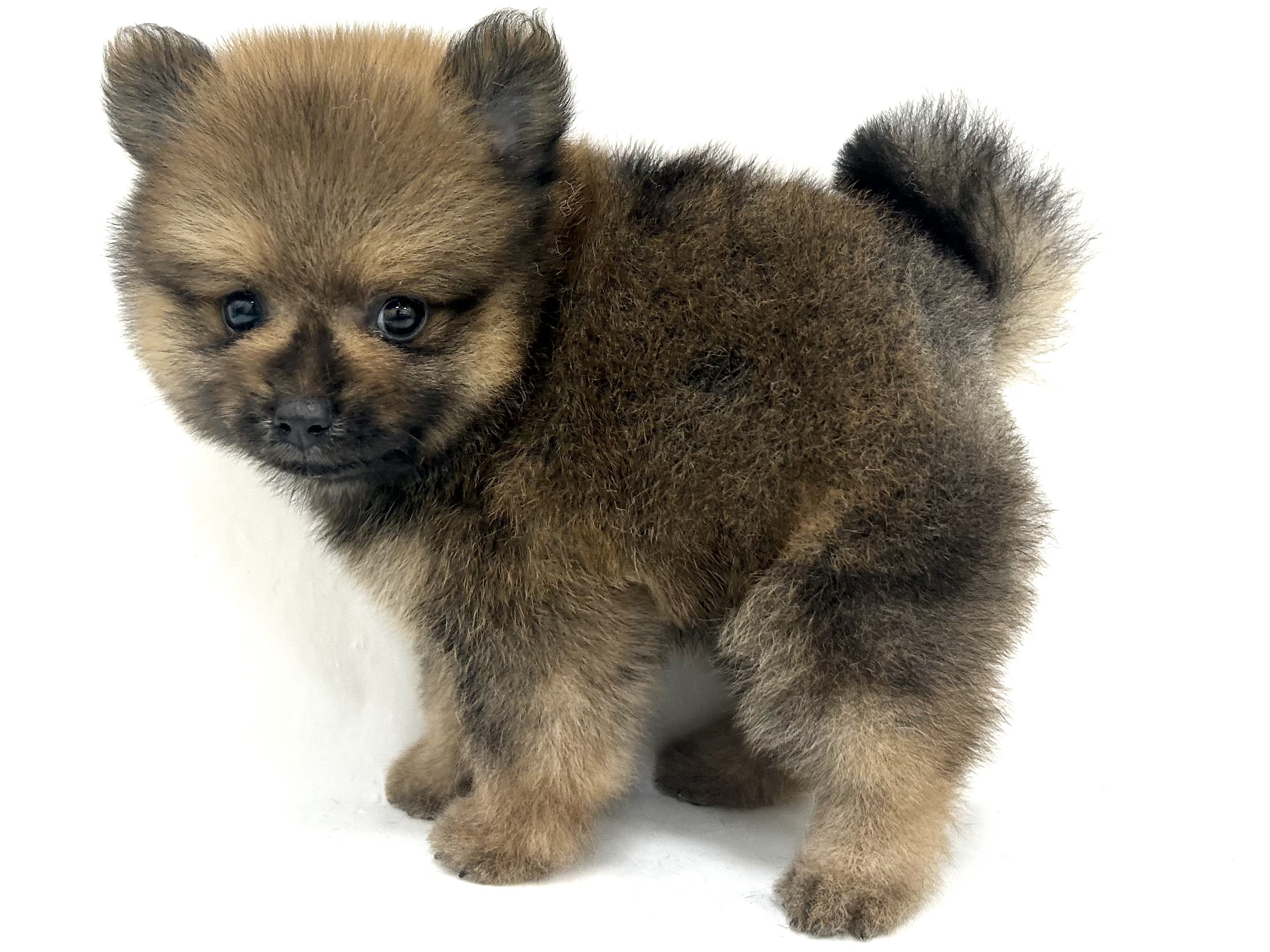 三重県のポメラニアン (アミーゴ四日市日永店/2026年5月25日生まれ/男の子/オレンジ)の子犬の4枚目の画像