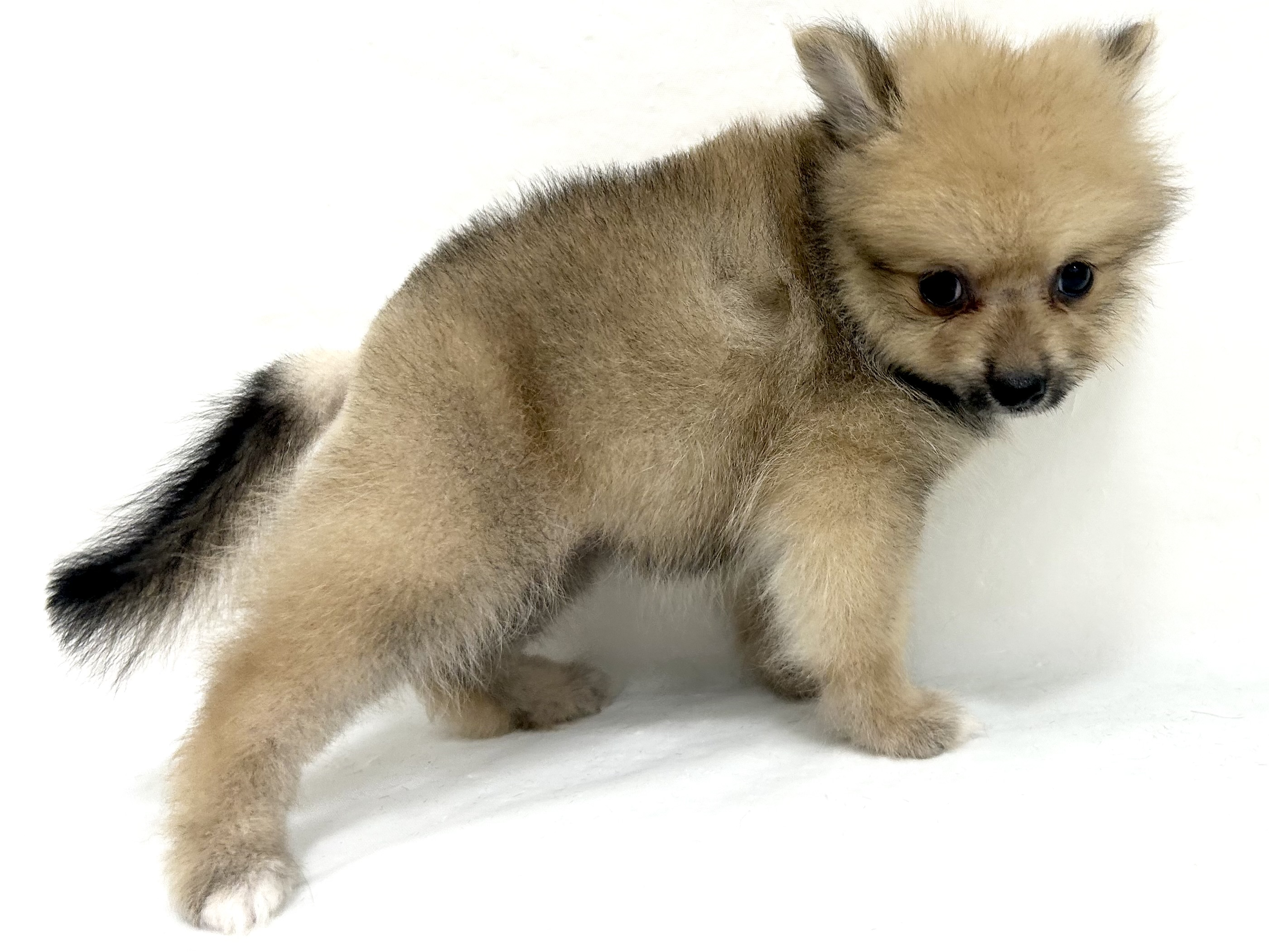 三重県のポメラニアン (アミーゴ四日市日永店/2026年5月27日生まれ/女の子/オレンジ)の子犬の3枚目の画像
