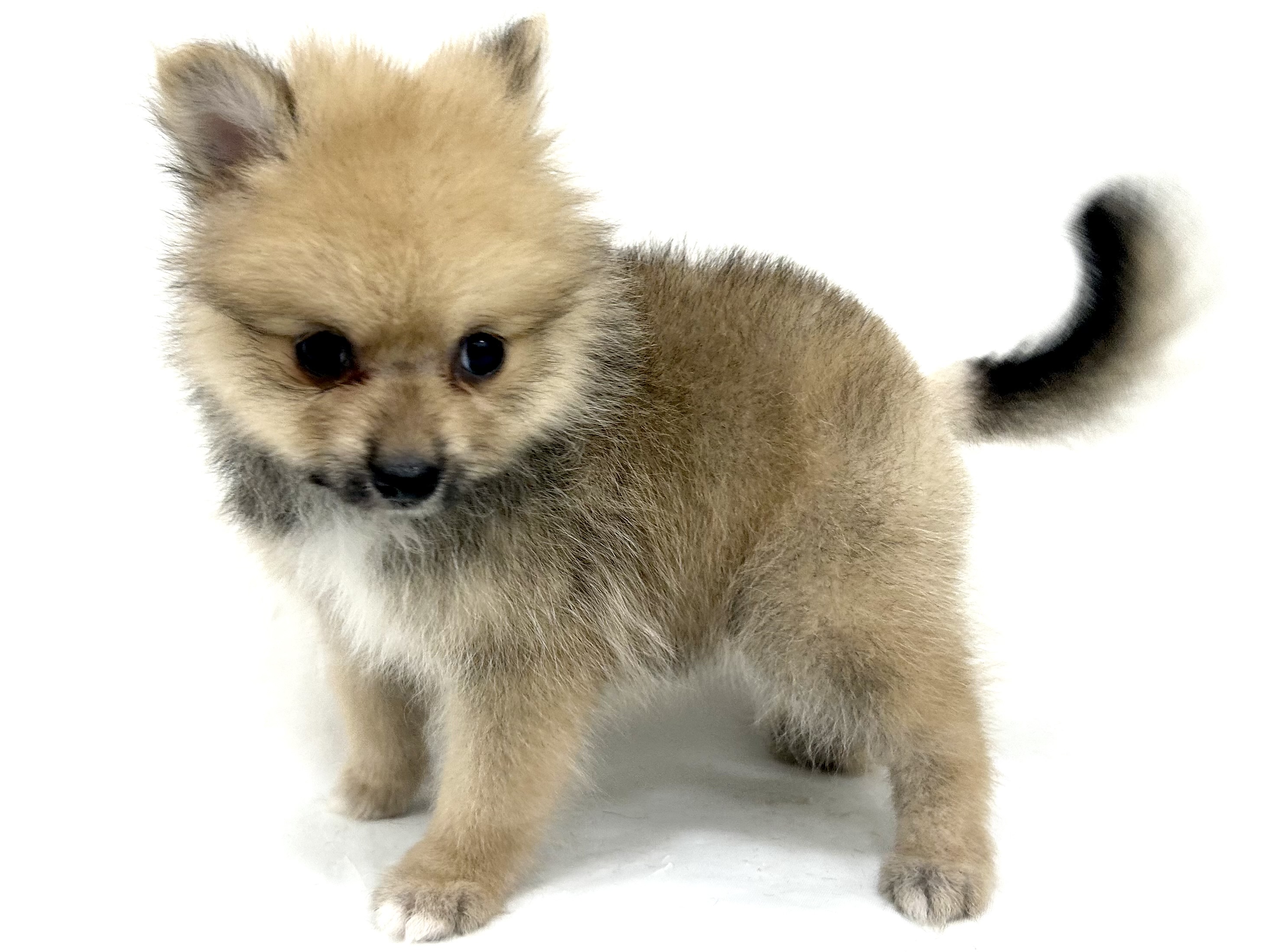 三重県のポメラニアン (アミーゴ四日市日永店/2026年5月27日生まれ/女の子/オレンジ)の子犬の4枚目の画像