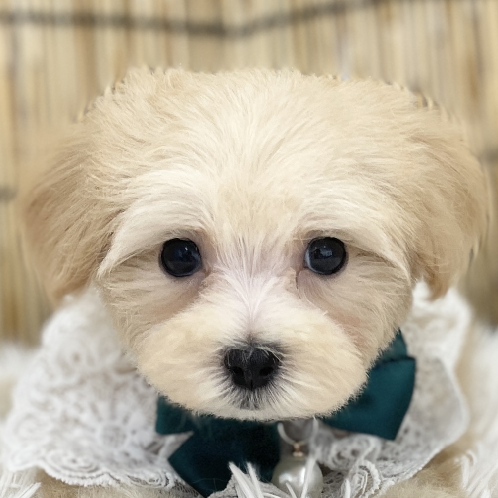 愛知県のハーフ犬・ミックス犬 (ファミリーペット 豊明店/2026年5月30日生まれ/男の子/オレンジフォーン)の子犬の1枚目の画像