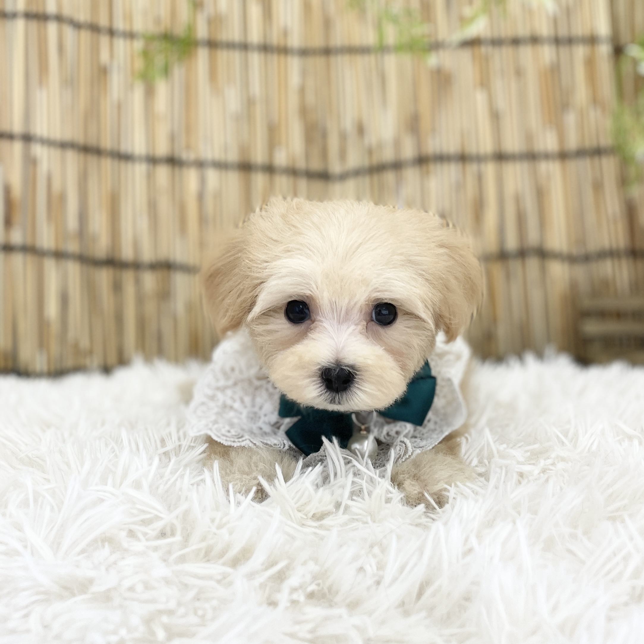 愛知県のハーフ犬・ミックス犬 (ファミリーペット 豊明店/2026年5月30日生まれ/男の子/オレンジフォーン)の子犬の2枚目の画像