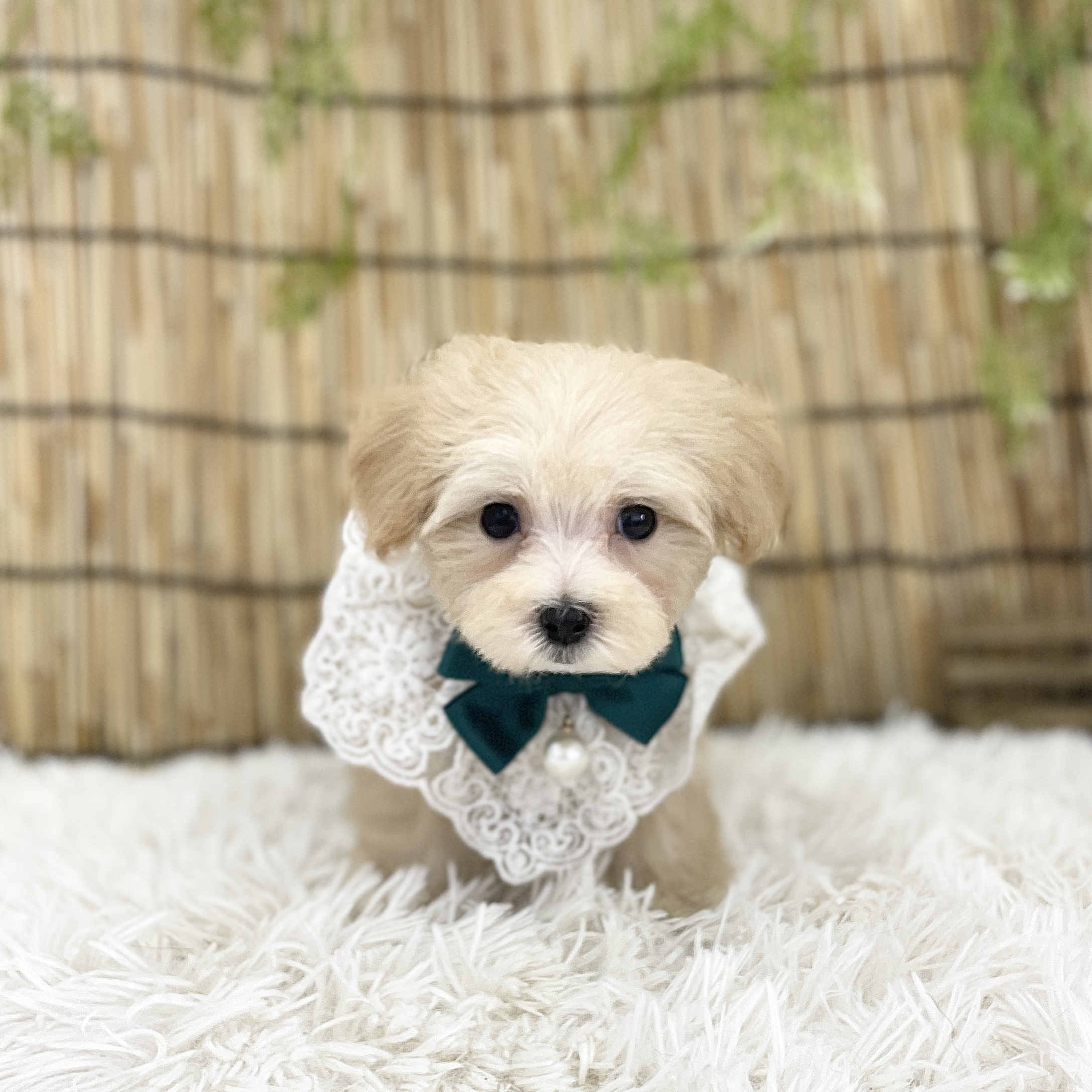 愛知県のハーフ犬・ミックス犬 (ファミリーペット 豊明店/2026年5月30日生まれ/男の子/オレンジフォーン)の子犬の3枚目の画像