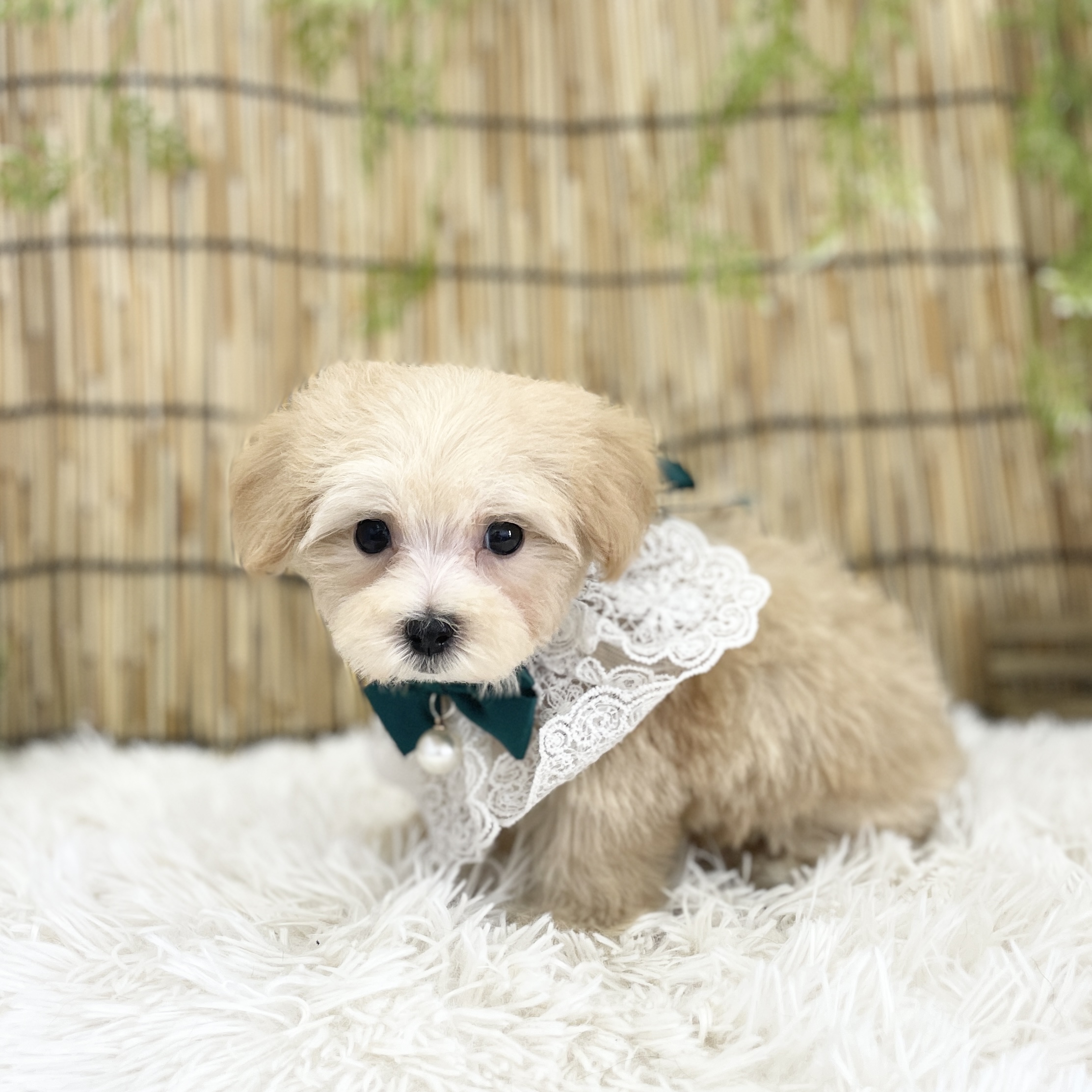 愛知県のハーフ犬・ミックス犬 (ファミリーペット 豊明店/2026年5月30日生まれ/男の子/オレンジフォーン)の子犬の4枚目の画像