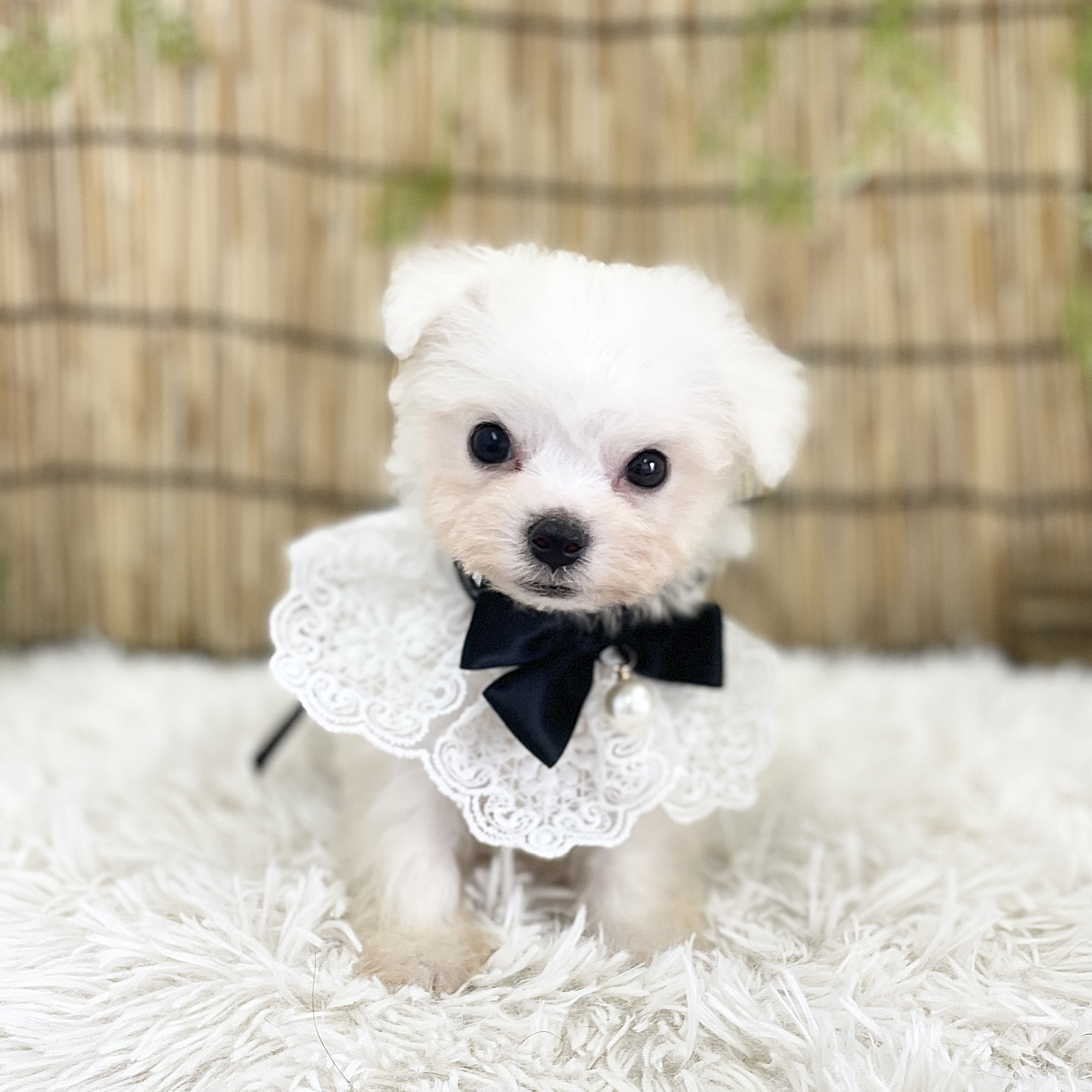 愛知県のビションフリーゼ (ファミリーペット 豊明店/2026年5月31日生まれ/男の子/ホワイト)の子犬の2枚目の画像