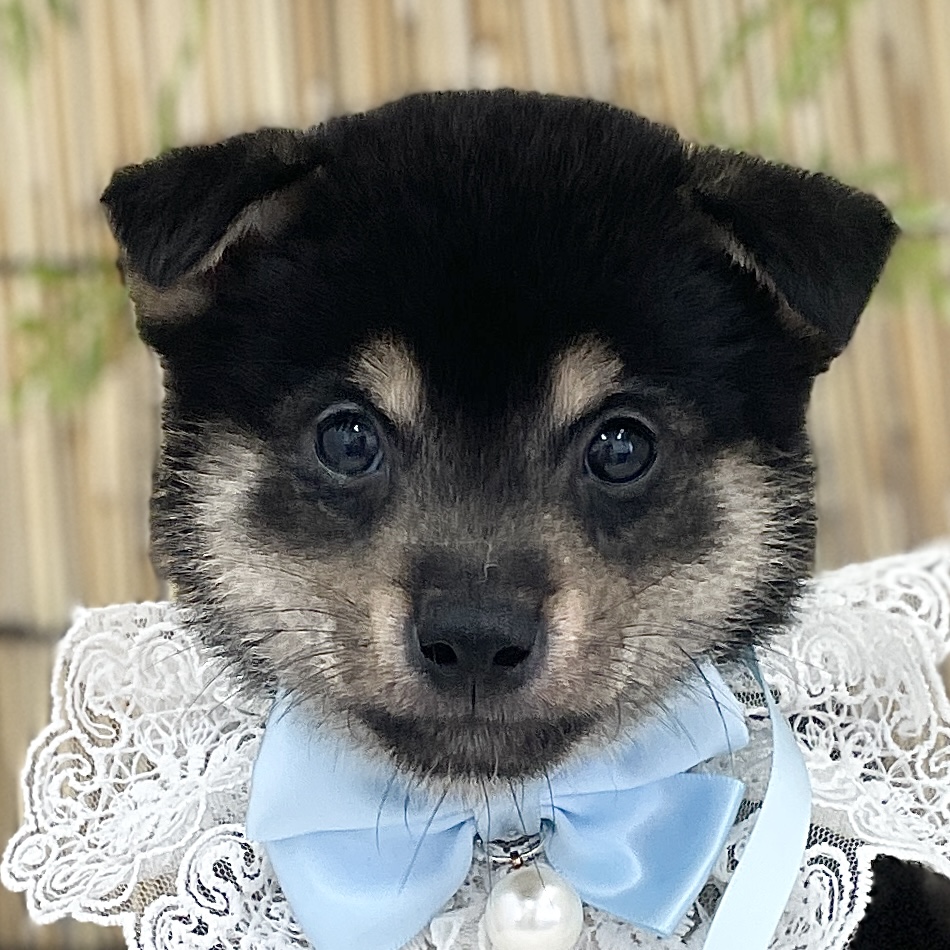 愛知県の豆柴 (ファミリーペット 豊明店/2026年5月30日生まれ/男の子/黒)の子犬の1枚目の画像
