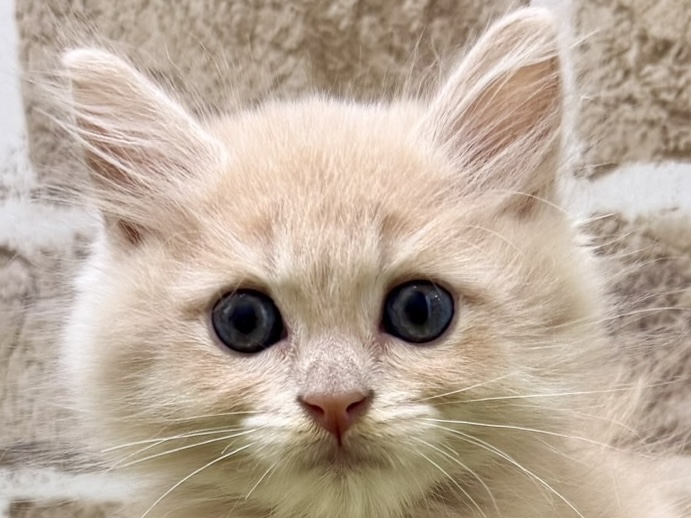大阪府のマンチカン (ファミリーペット with 高槻店/2026年6月1日生まれ/男の子/クリームタビー)の子猫の1枚目の画像
