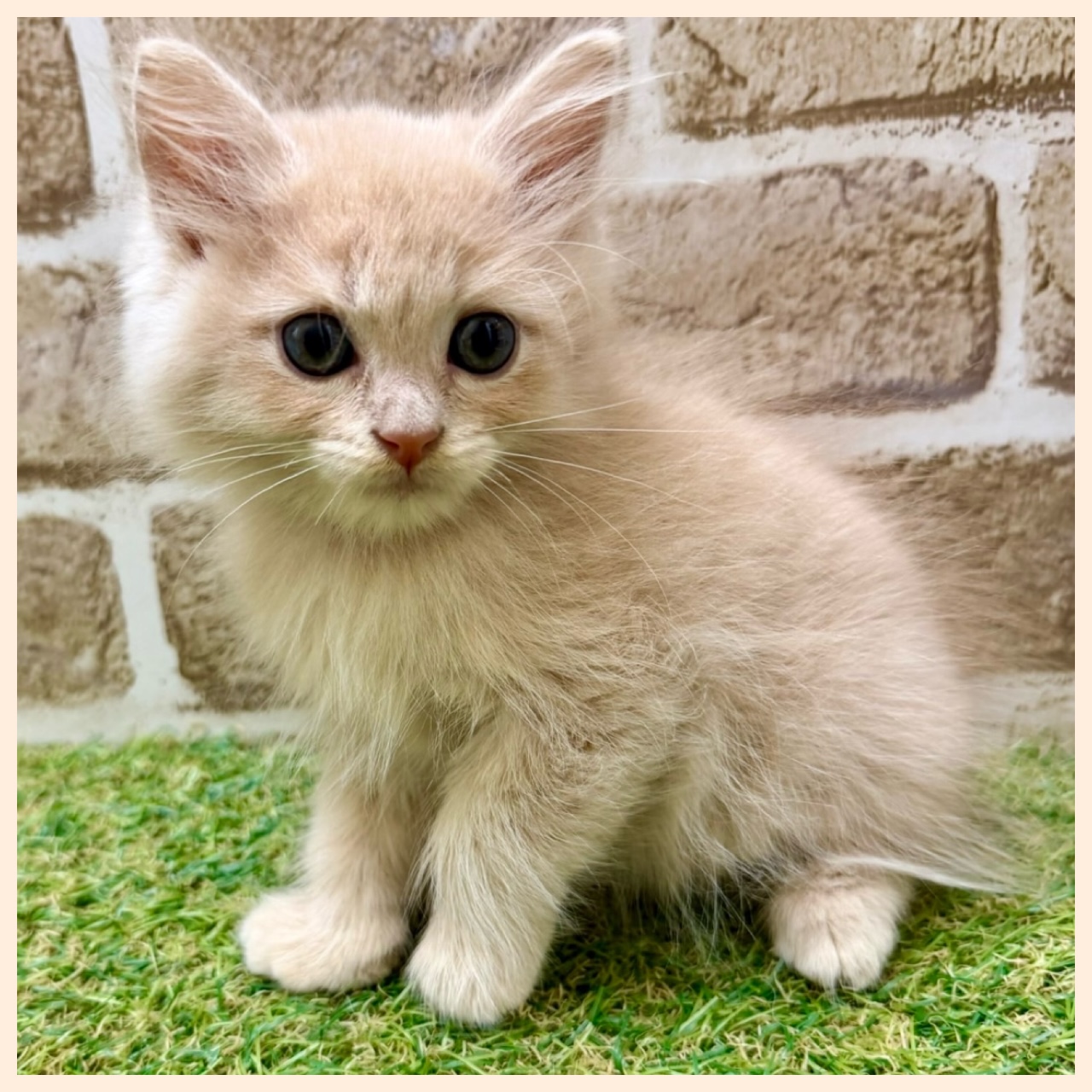 大阪府のマンチカン (ファミリーペット with 高槻店/2026年6月1日生まれ/男の子/クリームタビー)の子猫の2枚目の画像