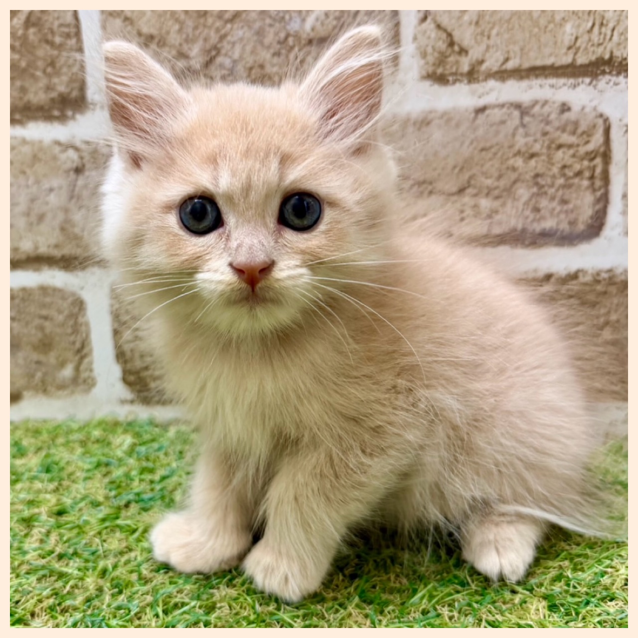 大阪府のマンチカン (ファミリーペット with 高槻店/2026年6月1日生まれ/男の子/クリームタビー)の子猫の3枚目の画像