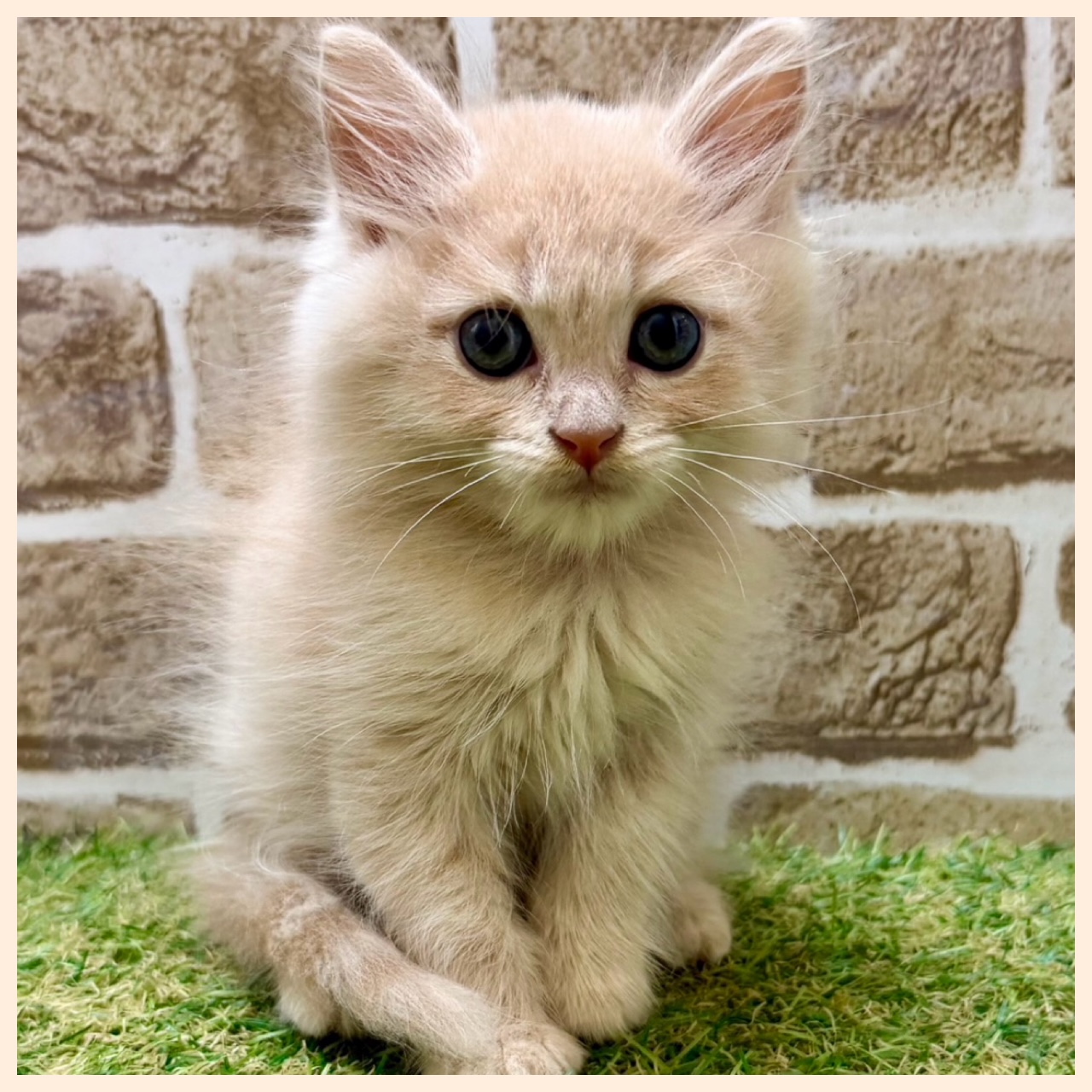大阪府のマンチカン (ファミリーペット with 高槻店/2026年6月1日生まれ/男の子/クリームタビー)の子猫の4枚目の画像