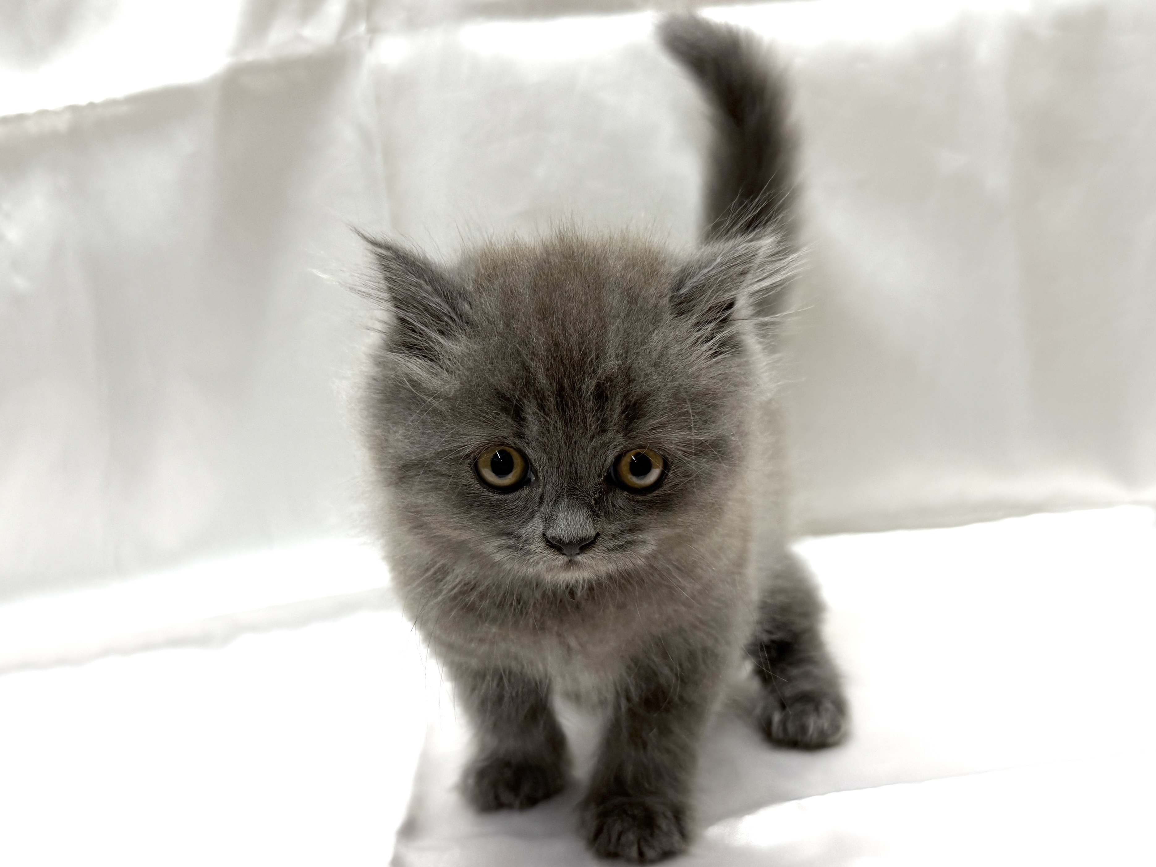 三重県のブリティッシュロングヘアー (アミーゴ四日市日永店/2026年5月27日生まれ/男の子/ブルー)の子猫の2枚目の画像