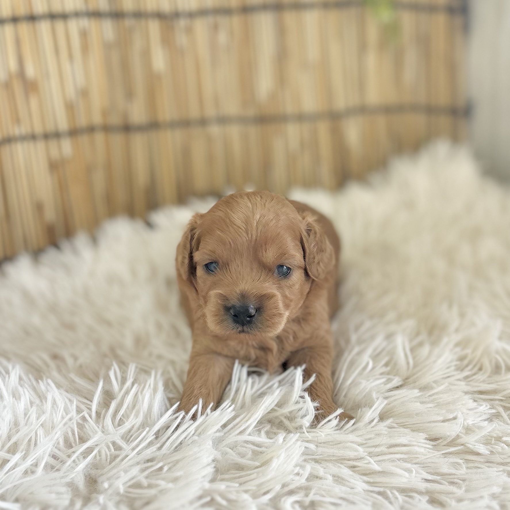 愛知県のハーフ犬・ミックス犬 (ファミリーペット 豊明店/2026年7月24日生まれ/男の子/アプリコット)の子犬の1枚目の画像