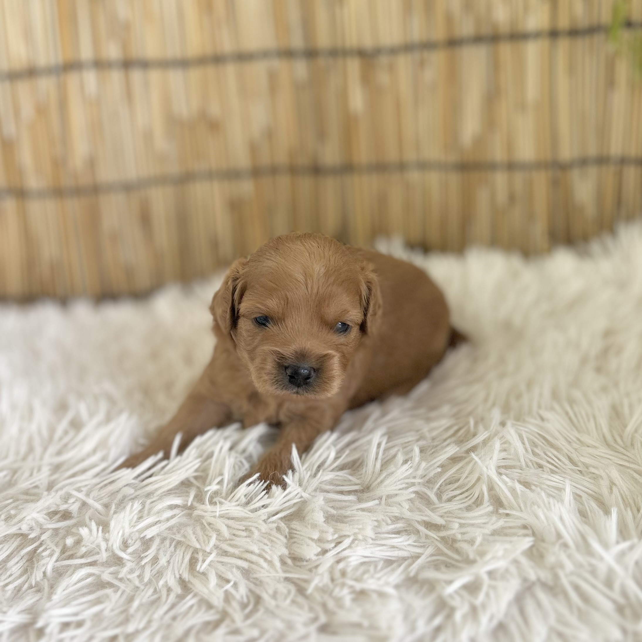 愛知県のハーフ犬・ミックス犬 (ファミリーペット 豊明店/2026年7月24日生まれ/男の子/アプリコット)の子犬の2枚目の画像