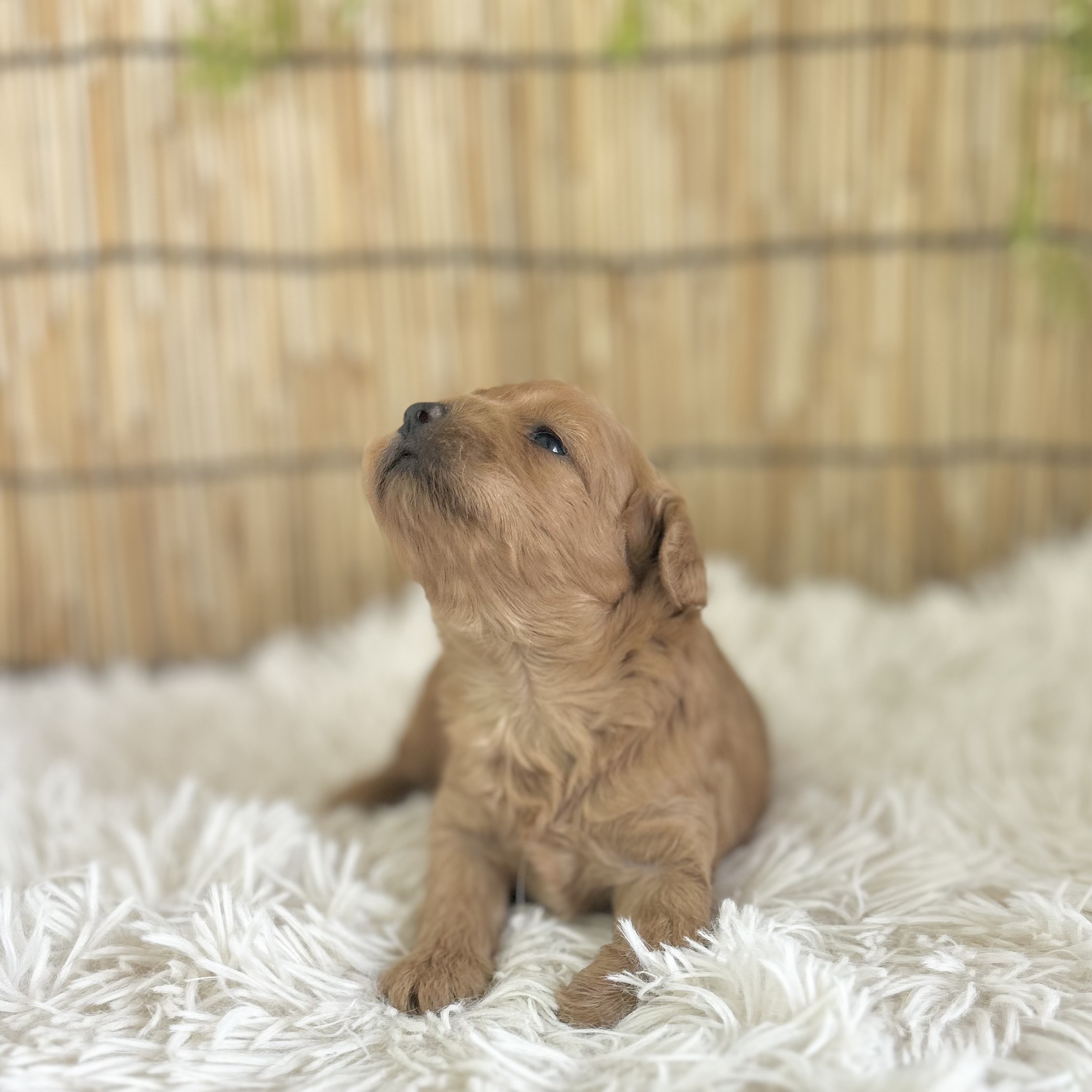 愛知県のハーフ犬・ミックス犬 (ファミリーペット 豊明店/2026年7月24日生まれ/男の子/アプリコット)の子犬の3枚目の画像