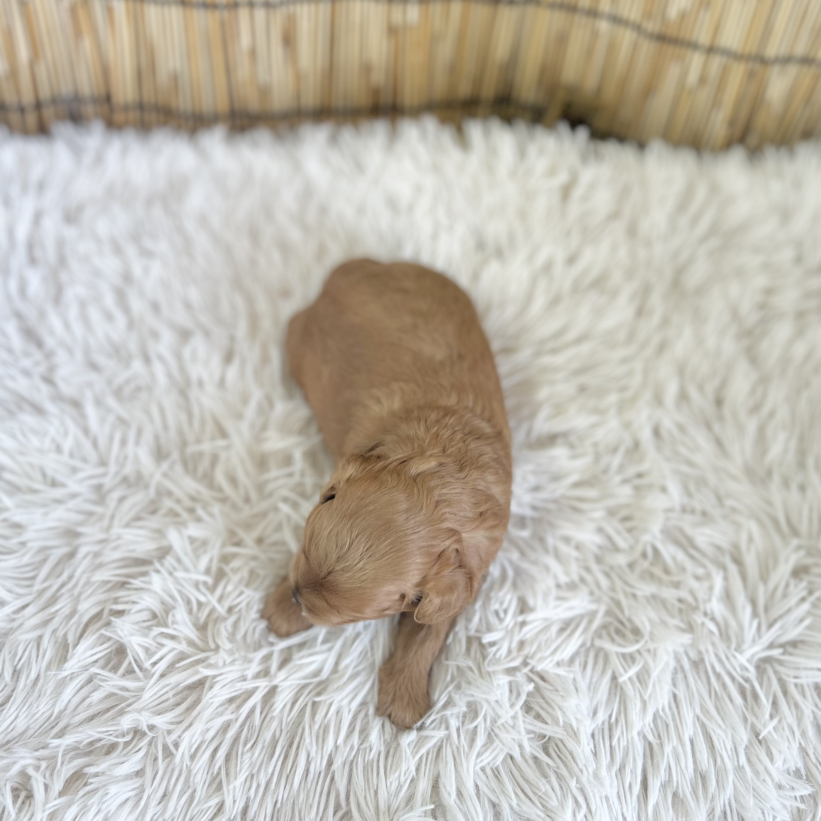 愛知県のハーフ犬・ミックス犬 (ファミリーペット 豊明店/2026年7月24日生まれ/男の子/アプリコット)の子犬の4枚目の画像
