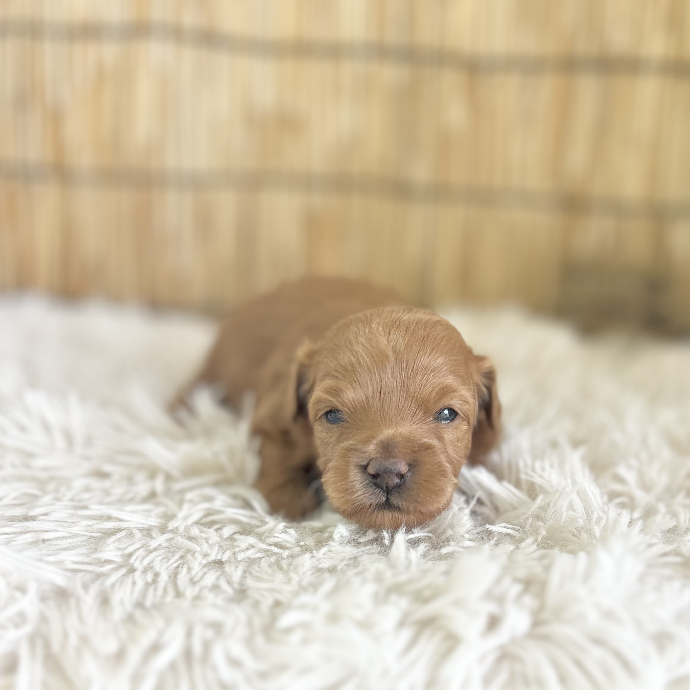 愛知県のハーフ犬・ミックス犬 (ファミリーペット 豊明店/2026年7月24日生まれ/女の子/レッド)の子犬の1枚目の画像