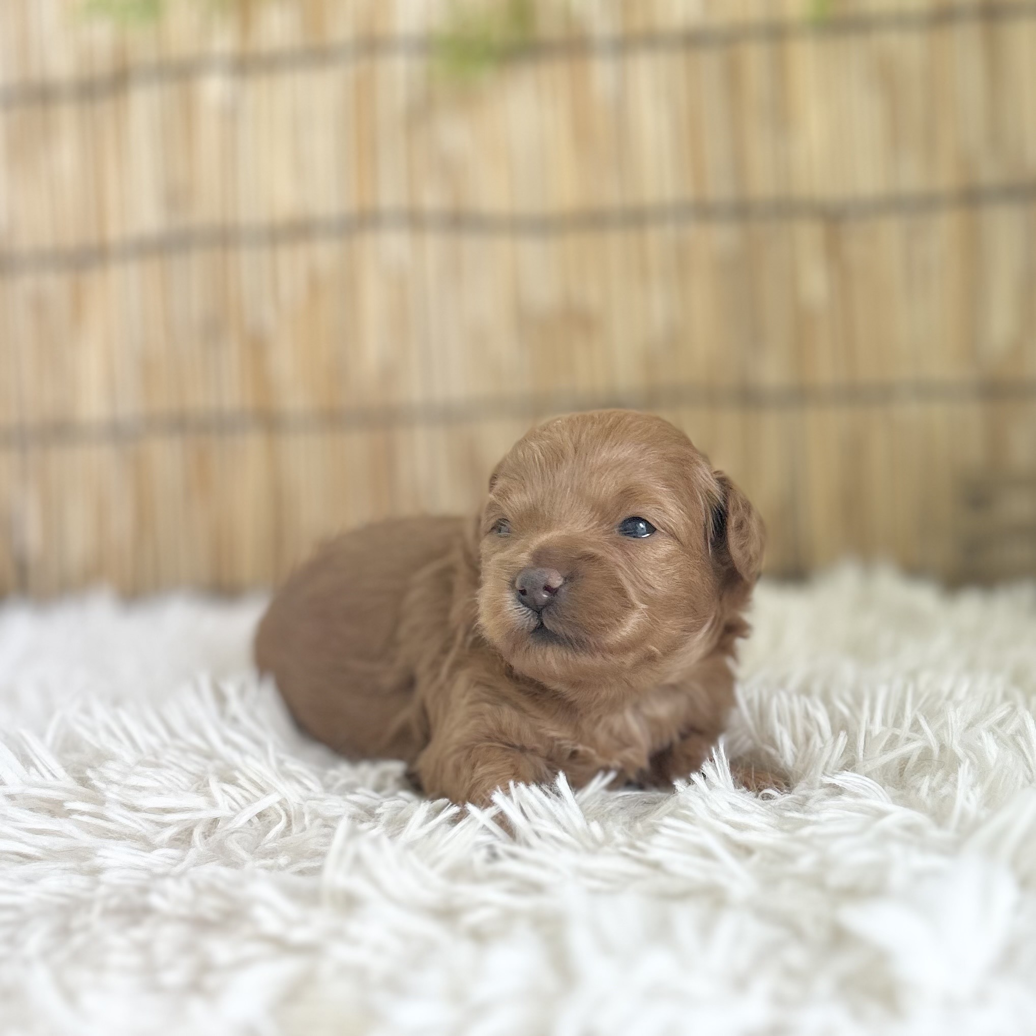 愛知県のハーフ犬・ミックス犬 (ファミリーペット 豊明店/2026年7月24日生まれ/女の子/レッド)の子犬の2枚目の画像
