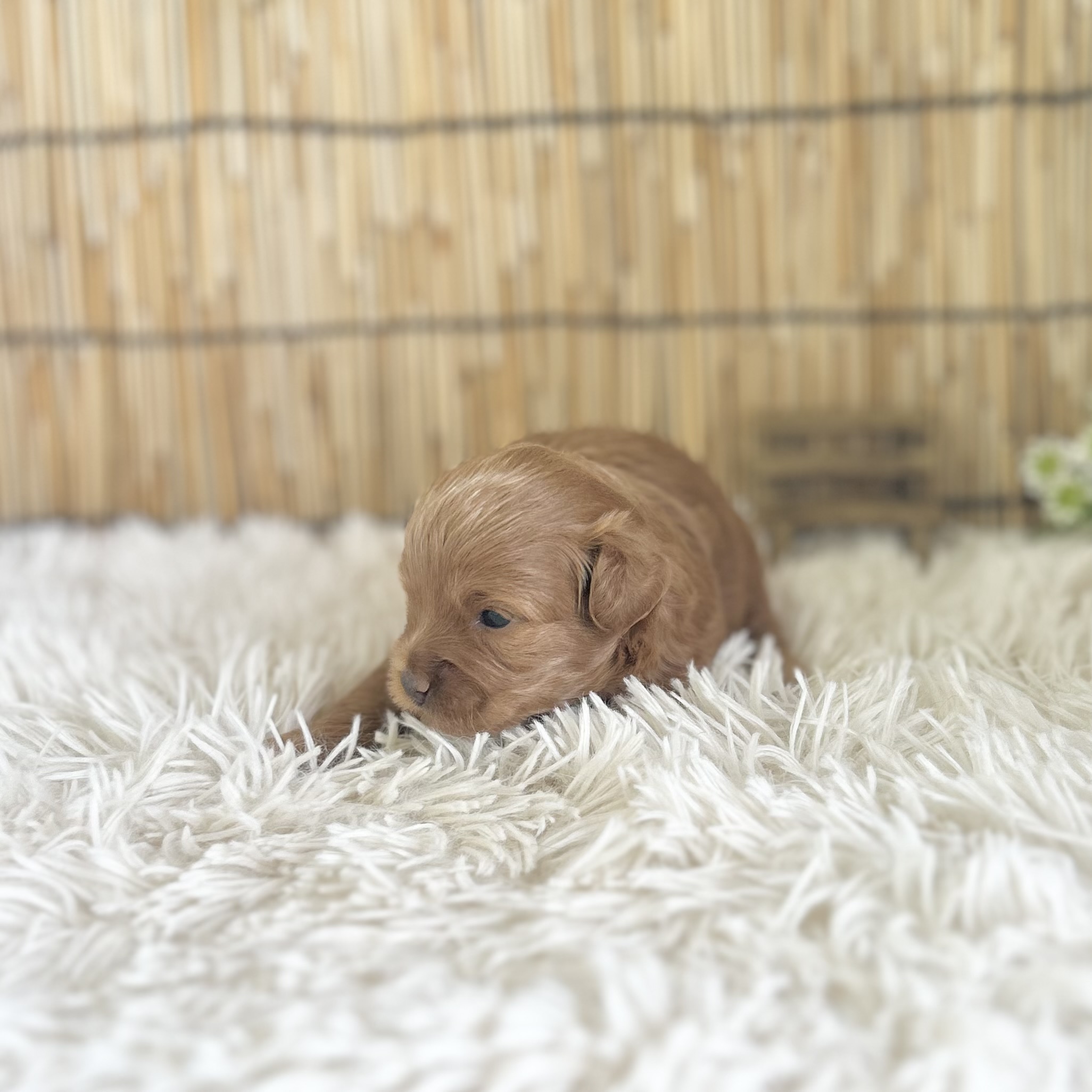 愛知県のハーフ犬・ミックス犬 (ファミリーペット 豊明店/2026年7月24日生まれ/女の子/レッド)の子犬の3枚目の画像