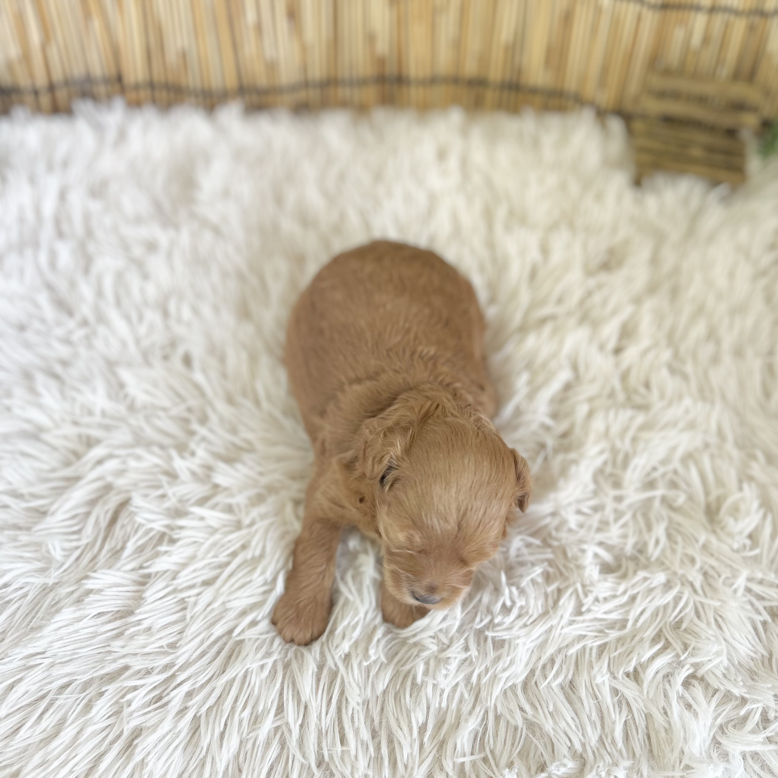 愛知県のハーフ犬・ミックス犬 (ファミリーペット 豊明店/2026年7月24日生まれ/女の子/レッド)の子犬の4枚目の画像