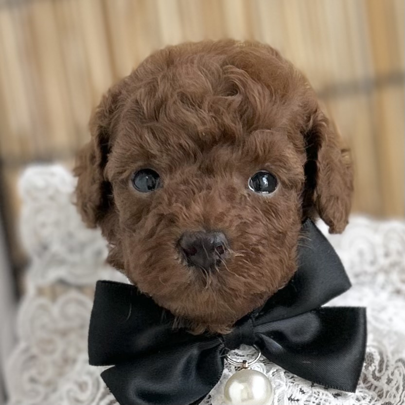 愛知県のトイプードル(トイ) (ファミリーペット 豊明店/2026年7月11日生まれ/男の子/レッド)の子犬の1枚目の画像