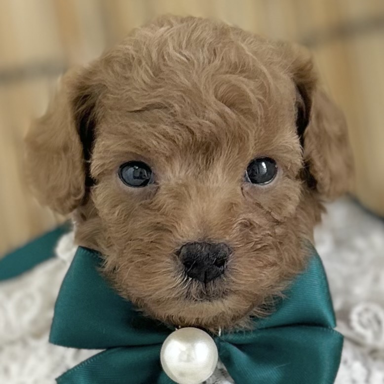愛知県のトイプードル(トイ) (ファミリーペット 豊明店/2026年7月11日生まれ/男の子/レッド)の子犬の1枚目の画像